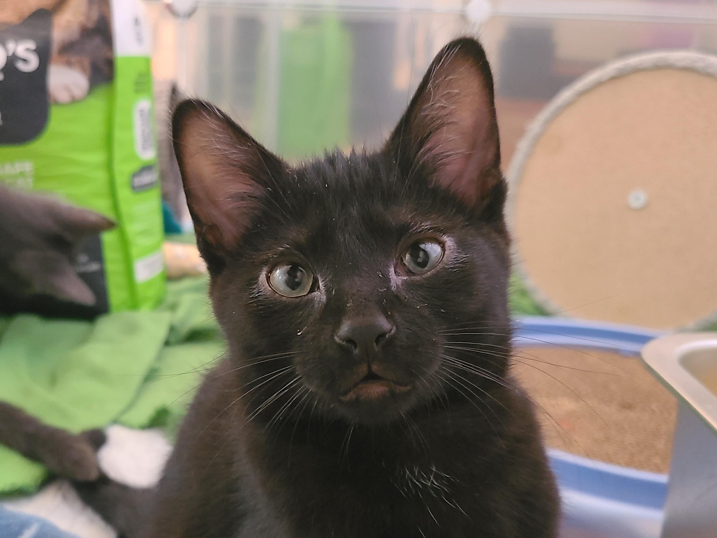 Abracadabra, a ADOPTABLE Domestic Short Hair in Milwaukee, WI image 2/6