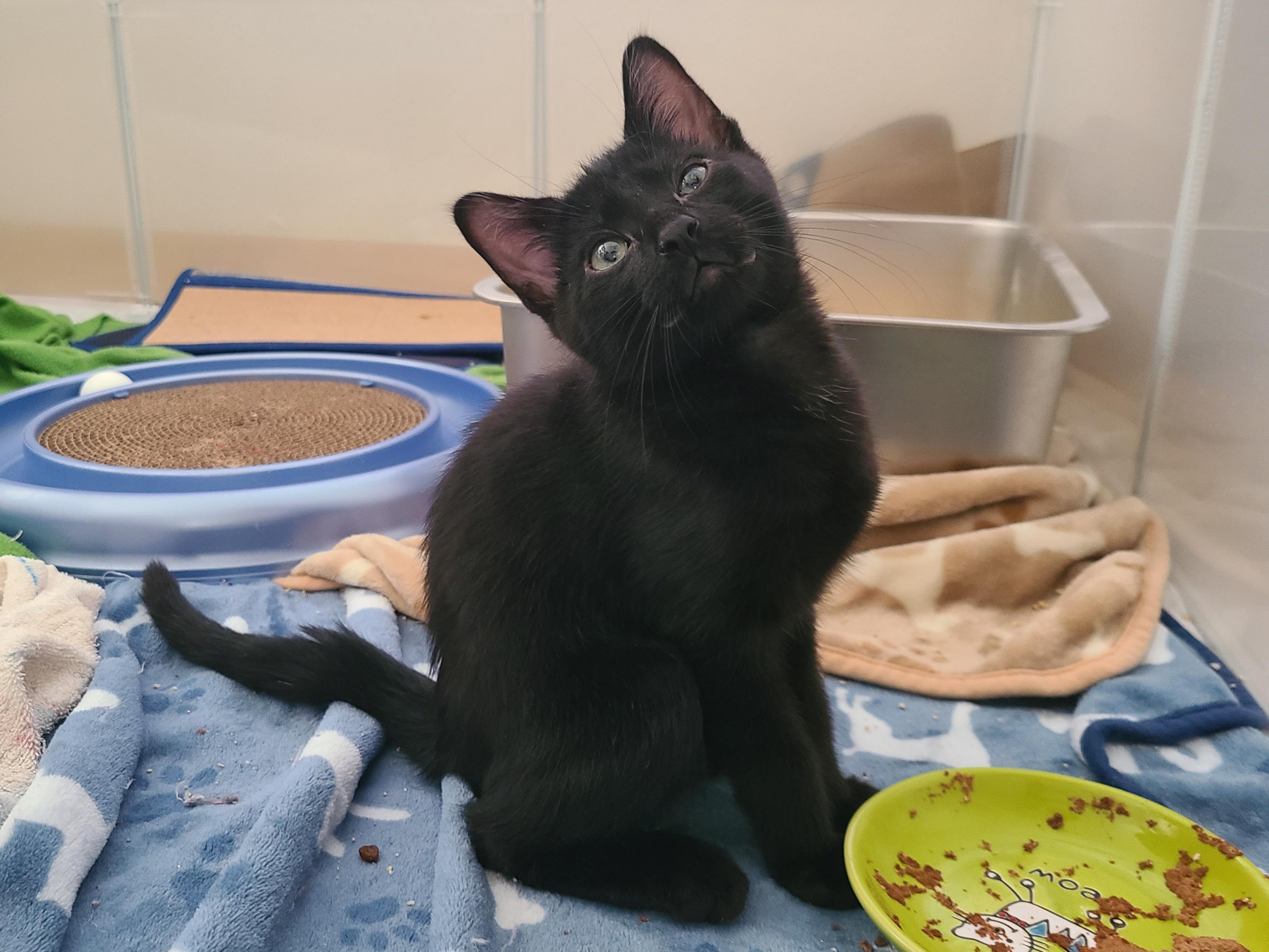 Abracadabra, a ADOPTABLE Domestic Short Hair in Milwaukee, WI image 5/6