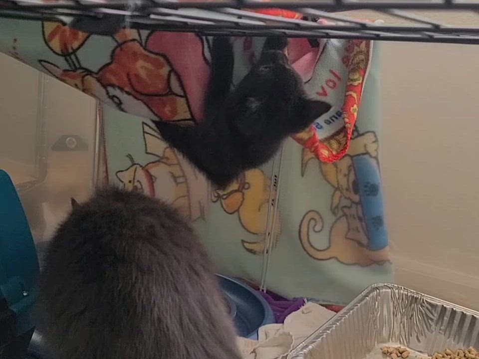 Enlarge Abracadabra, a ADOPTABLE Domestic Short Hair in Milwaukee, WI video 6/6
