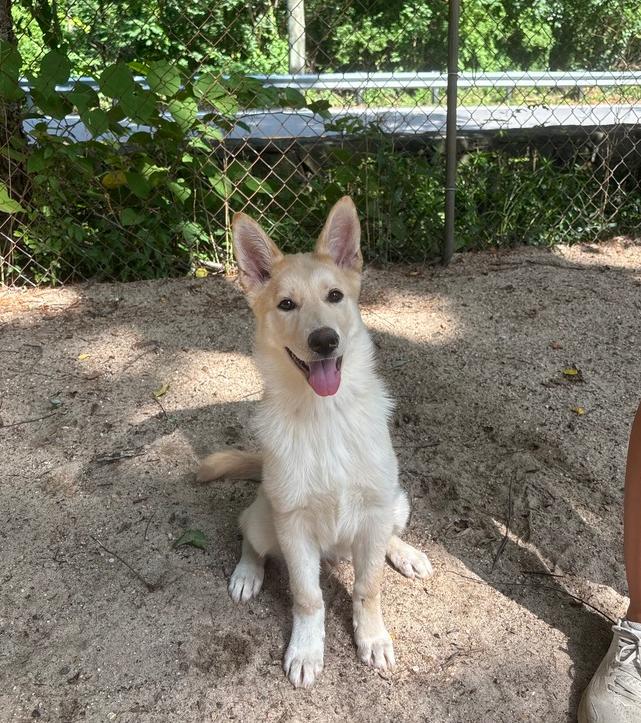 Bolt - 26139, Adoptable, Puppy Male Husky.