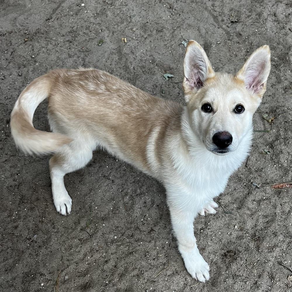 Enlarge Bolt - 26139, a Adoptable Husky in Armonk, NY image 2/4