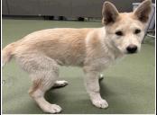 Enlarge Bolt - 26139, a Adoptable Husky in Armonk, NY image 3/4