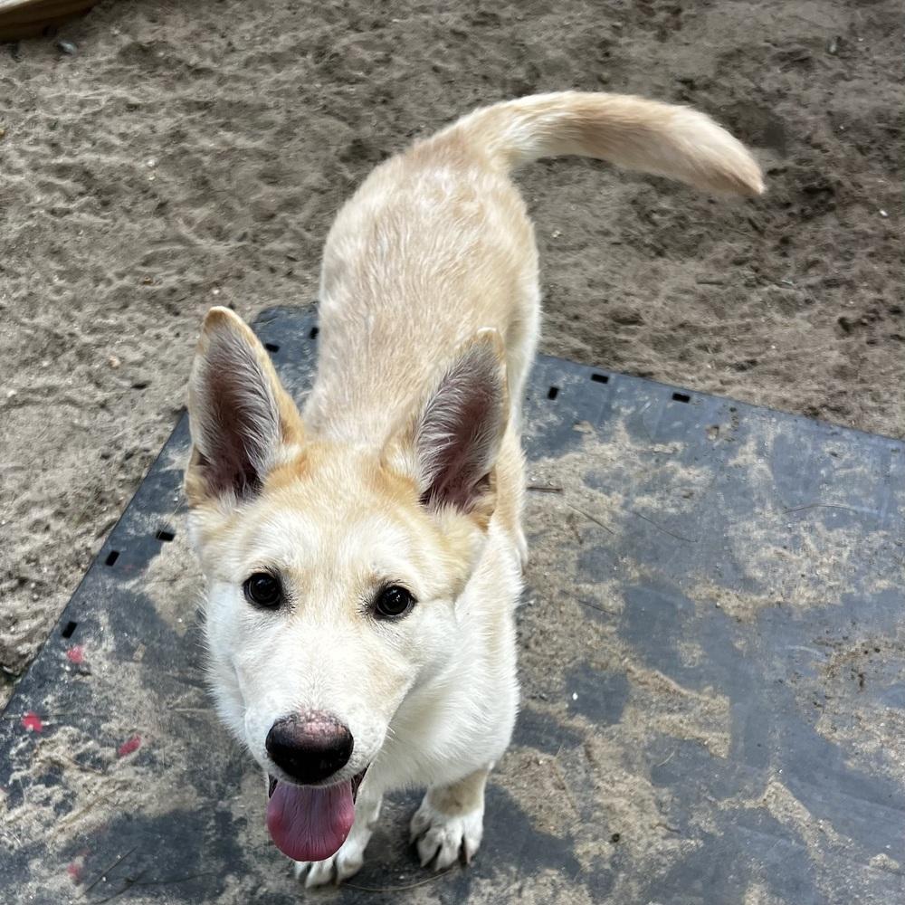Enlarge Bolt - 26139, a Adoptable Husky in Armonk, NY image 4/4