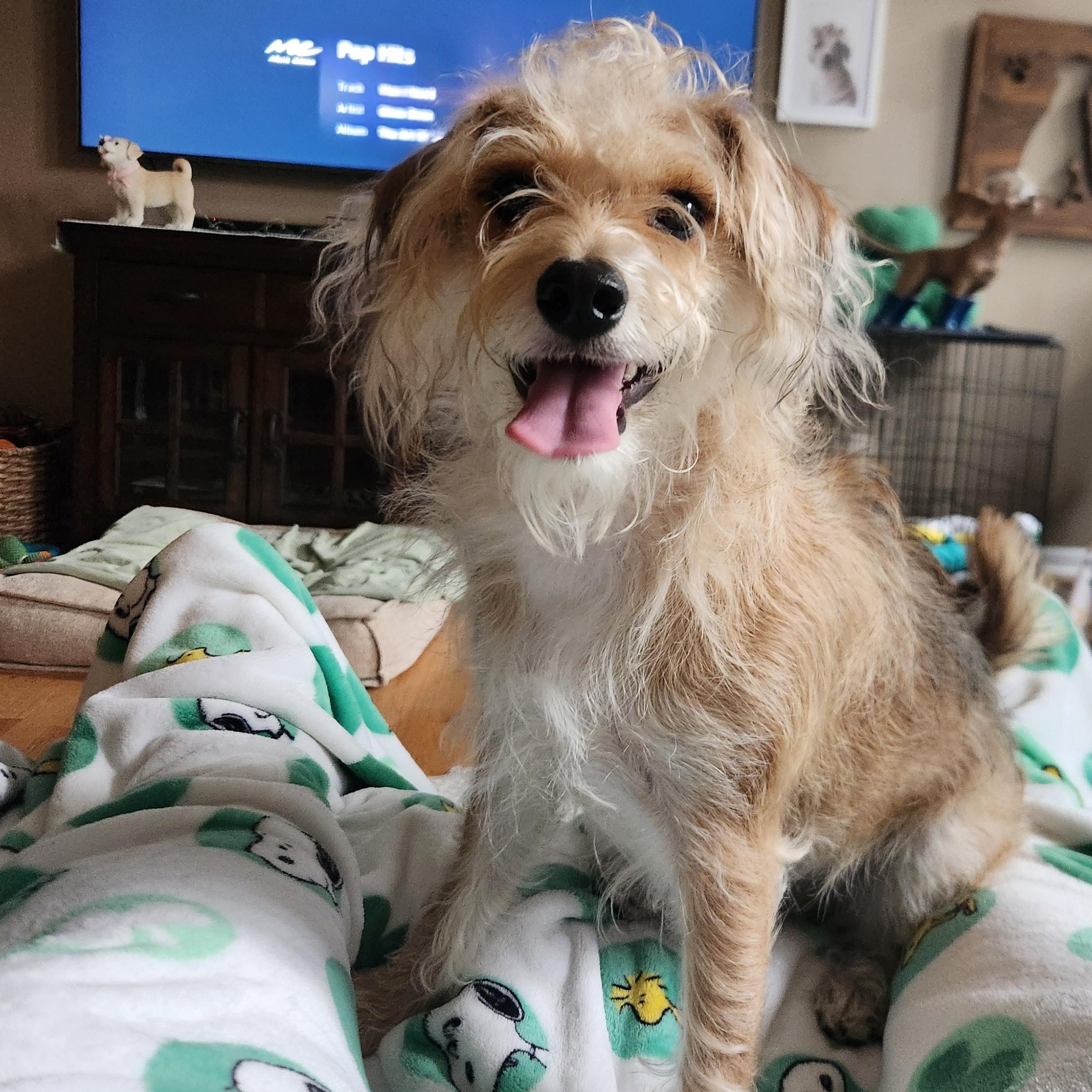 Benji, Adoptable, Young Male Terrier & Mixed Breed.