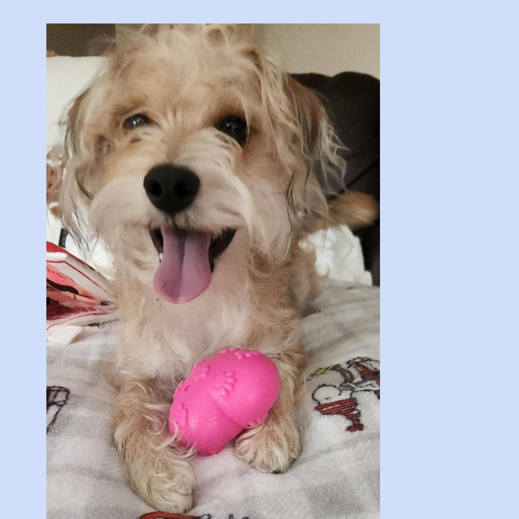Benji, Adoptable, Young Male Shih Tzu & Cairn Terrier.