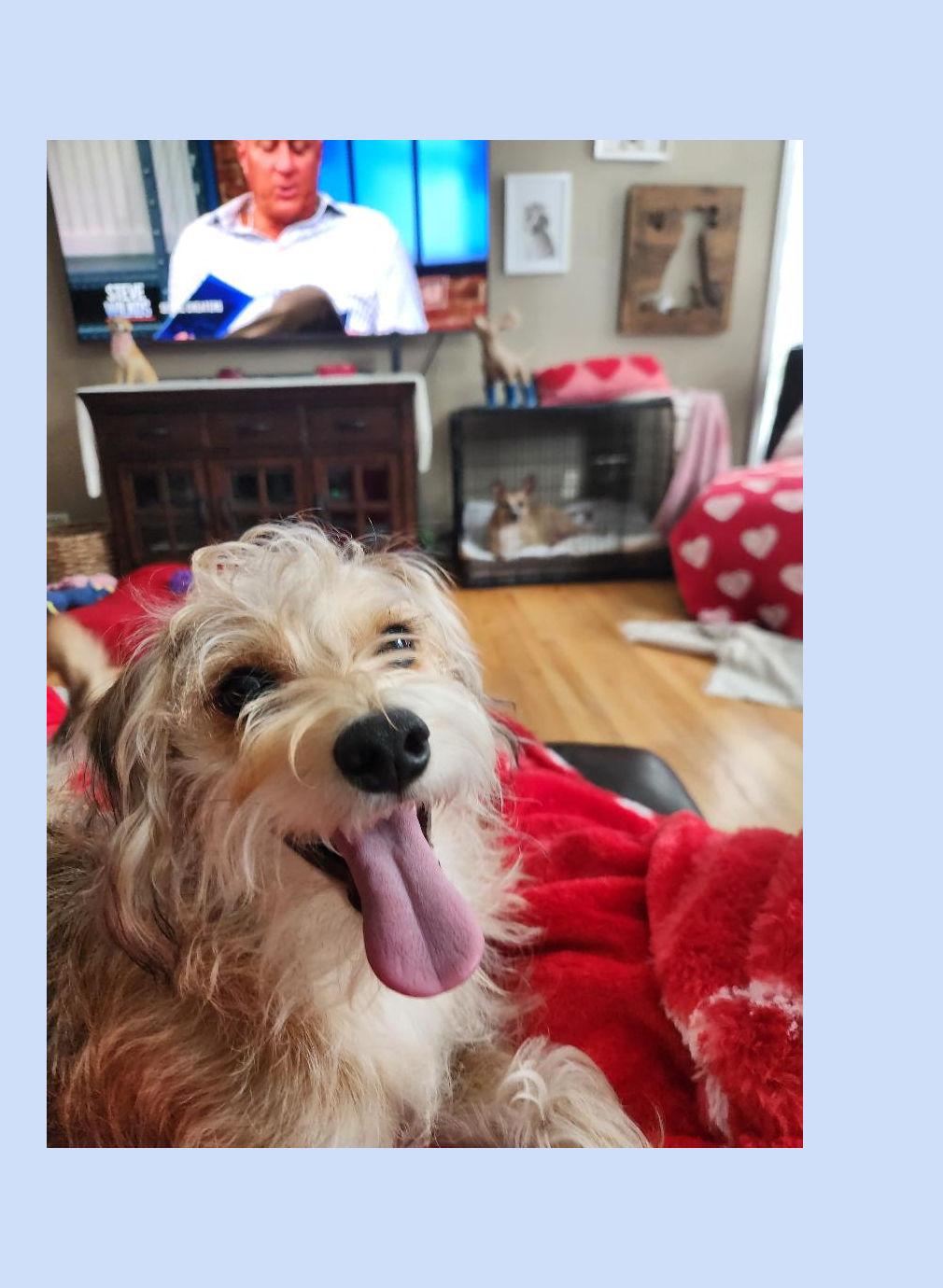 Enlarge Benji, a Adoptable mixed breed in Lake Geneva, WI image 3/3