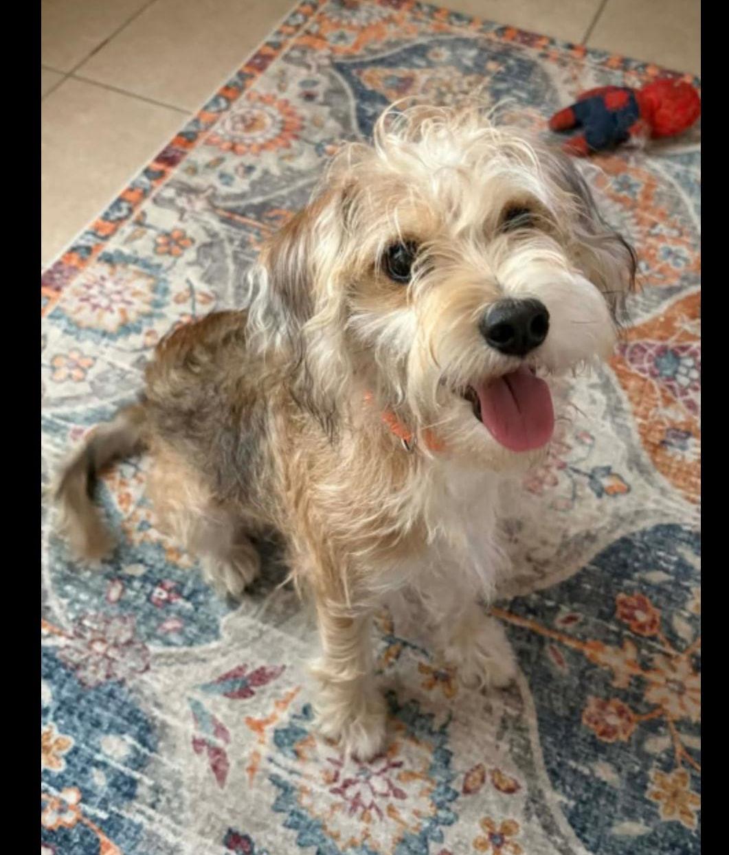 Enlarge Benji, a Adoptable mixed breed in Lake Geneva, WI image 2/3