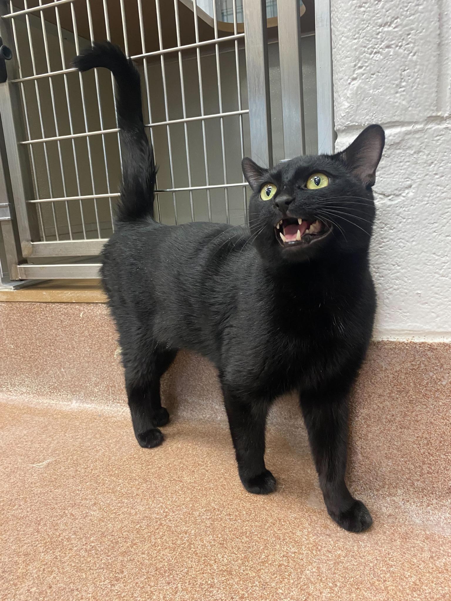 Enlarge Tony , a ADOPTABLE Domestic Short Hair in Maidens, VA image 1/1