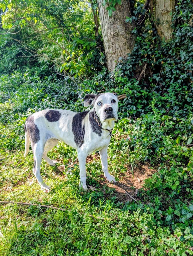Gran, ADOPTABLE, Senior Female Boxer.