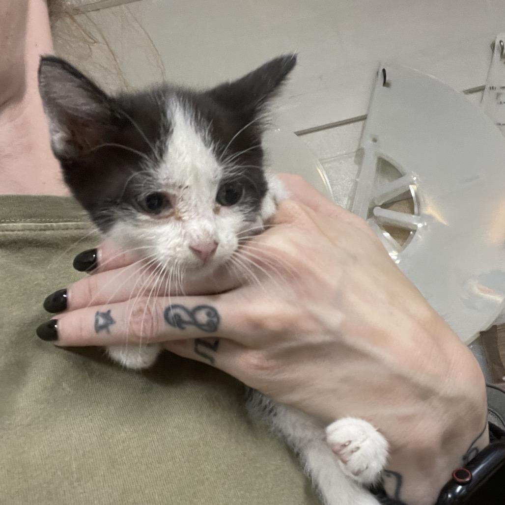 Czar, Adoptable, Kitten Female Domestic Short Hair.