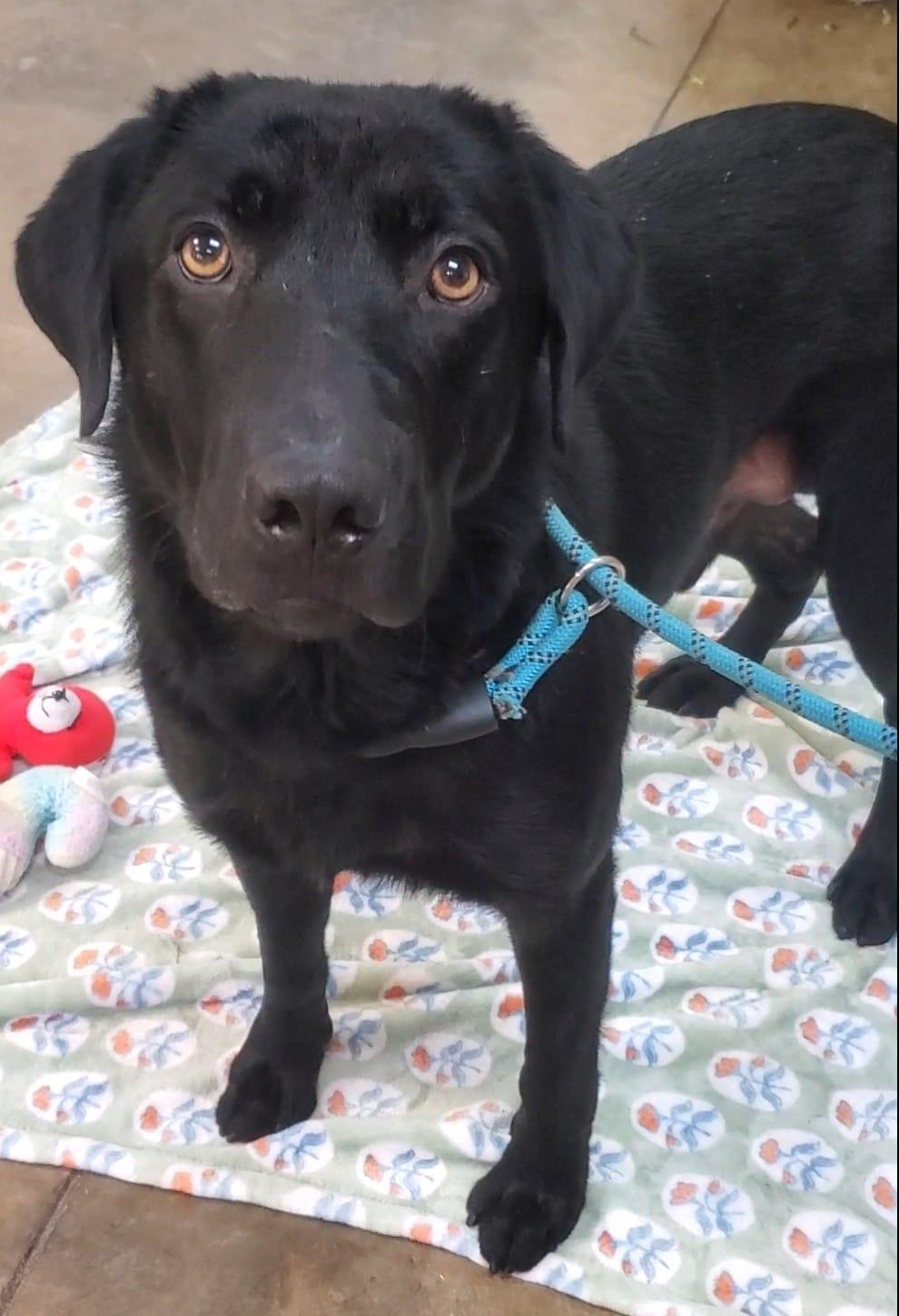 Billy Dean, an adopted Black Labrador Retriever in Grant, AL image 1/3