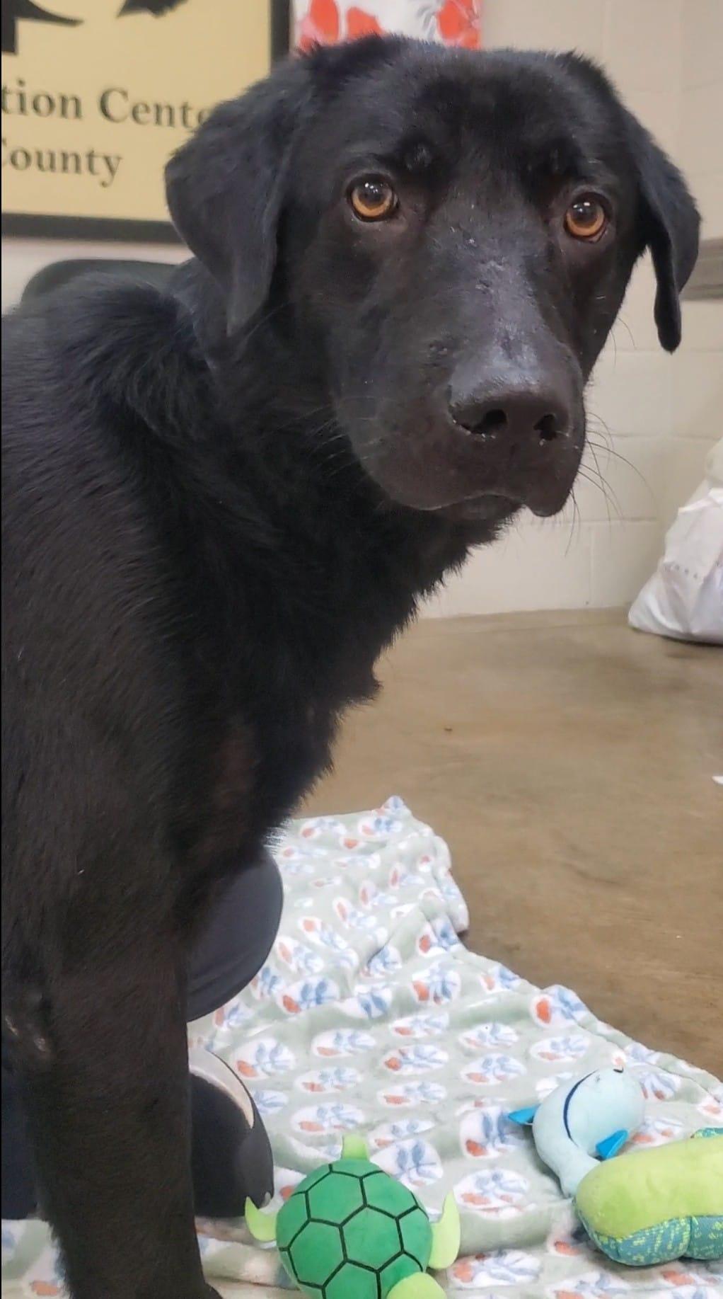 Billy Dean, an adopted Black Labrador Retriever in Grant, AL image 2/3