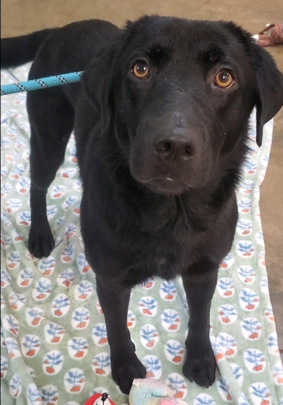 Billy Dean, an adopted Black Labrador Retriever in Grant, AL image 3/3