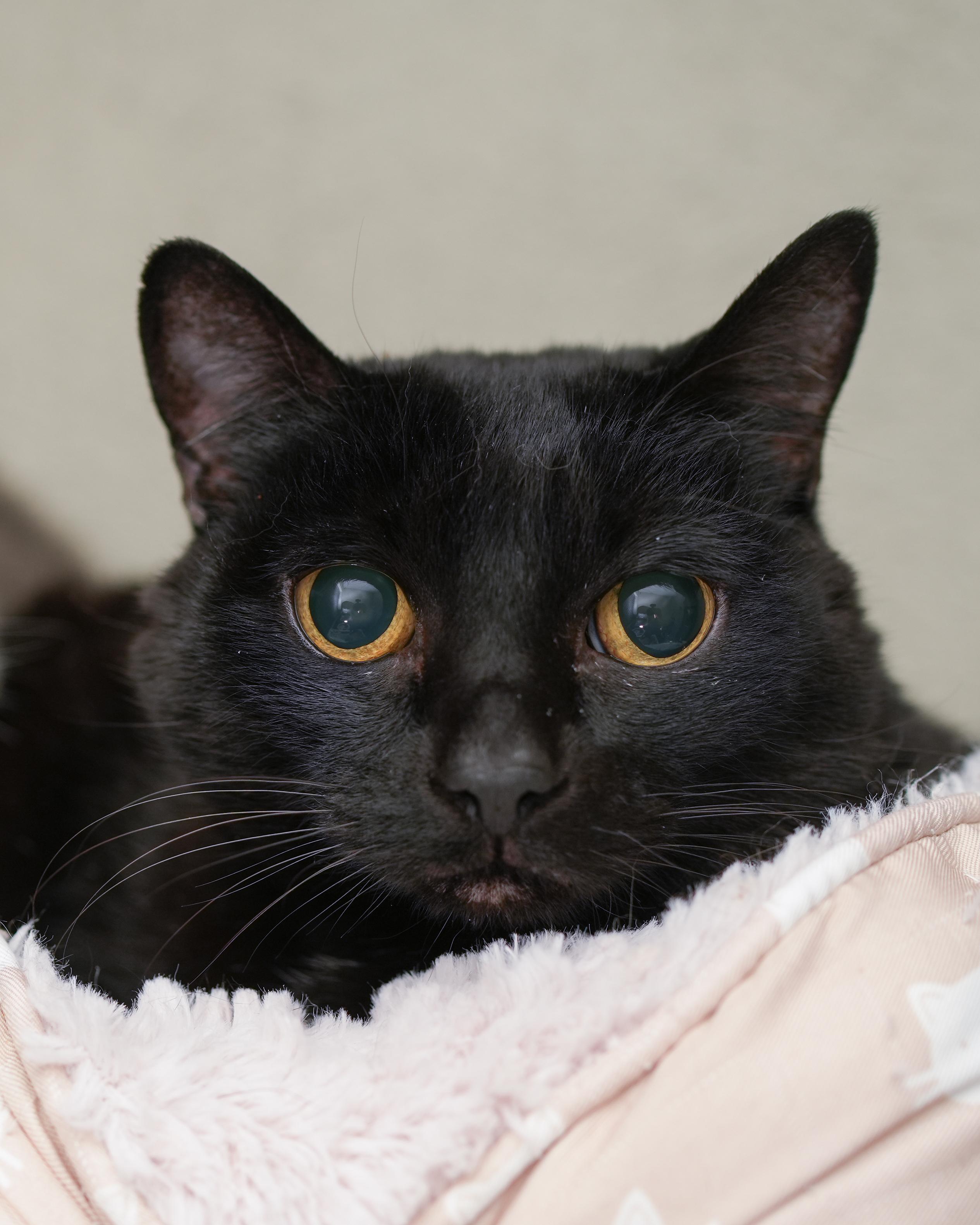 Lilium, ADOPTABLE, Senior Female Domestic Short Hair.