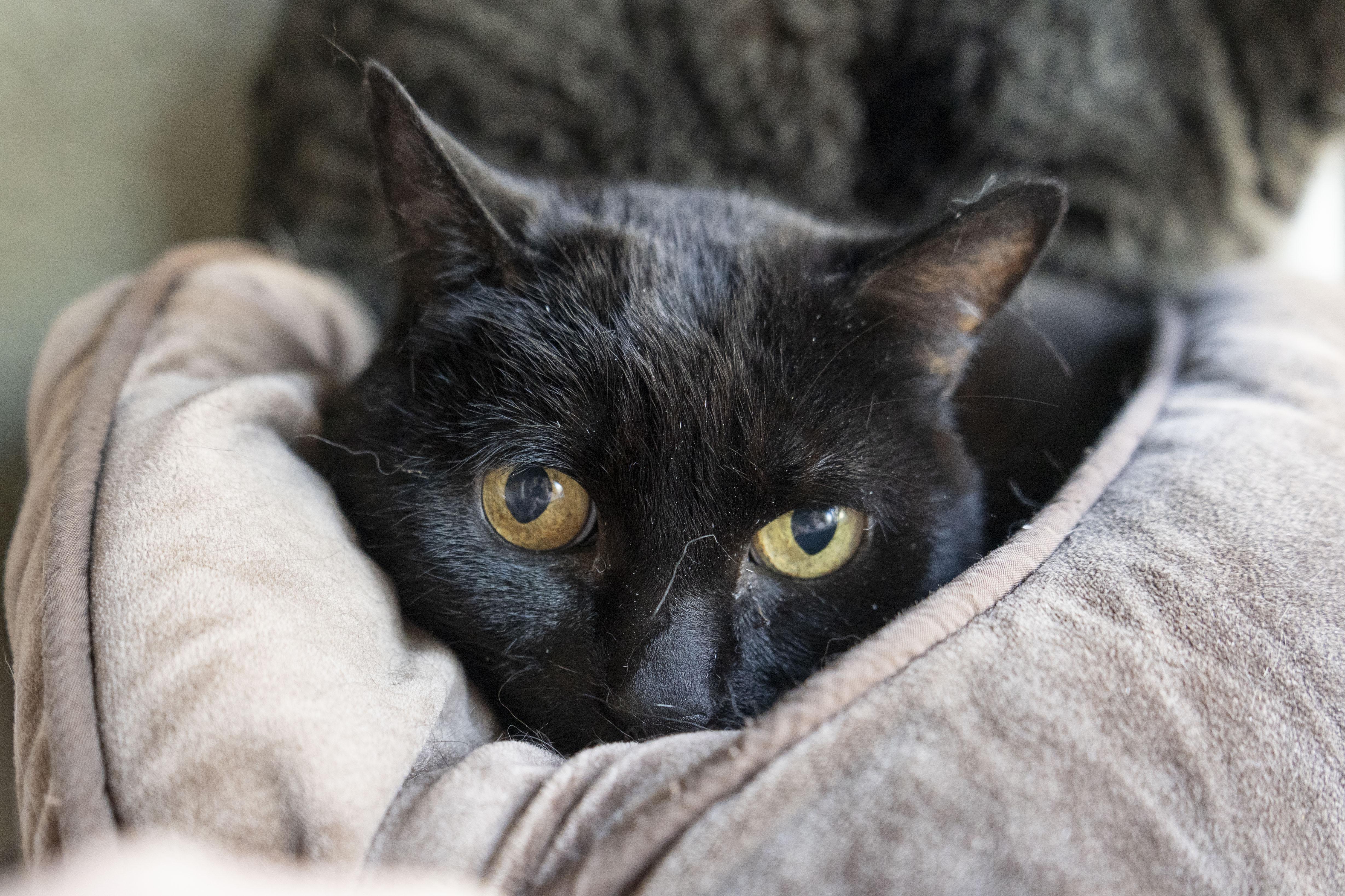 Lilium, ADOPTABLE, Senior Female Domestic Short Hair.