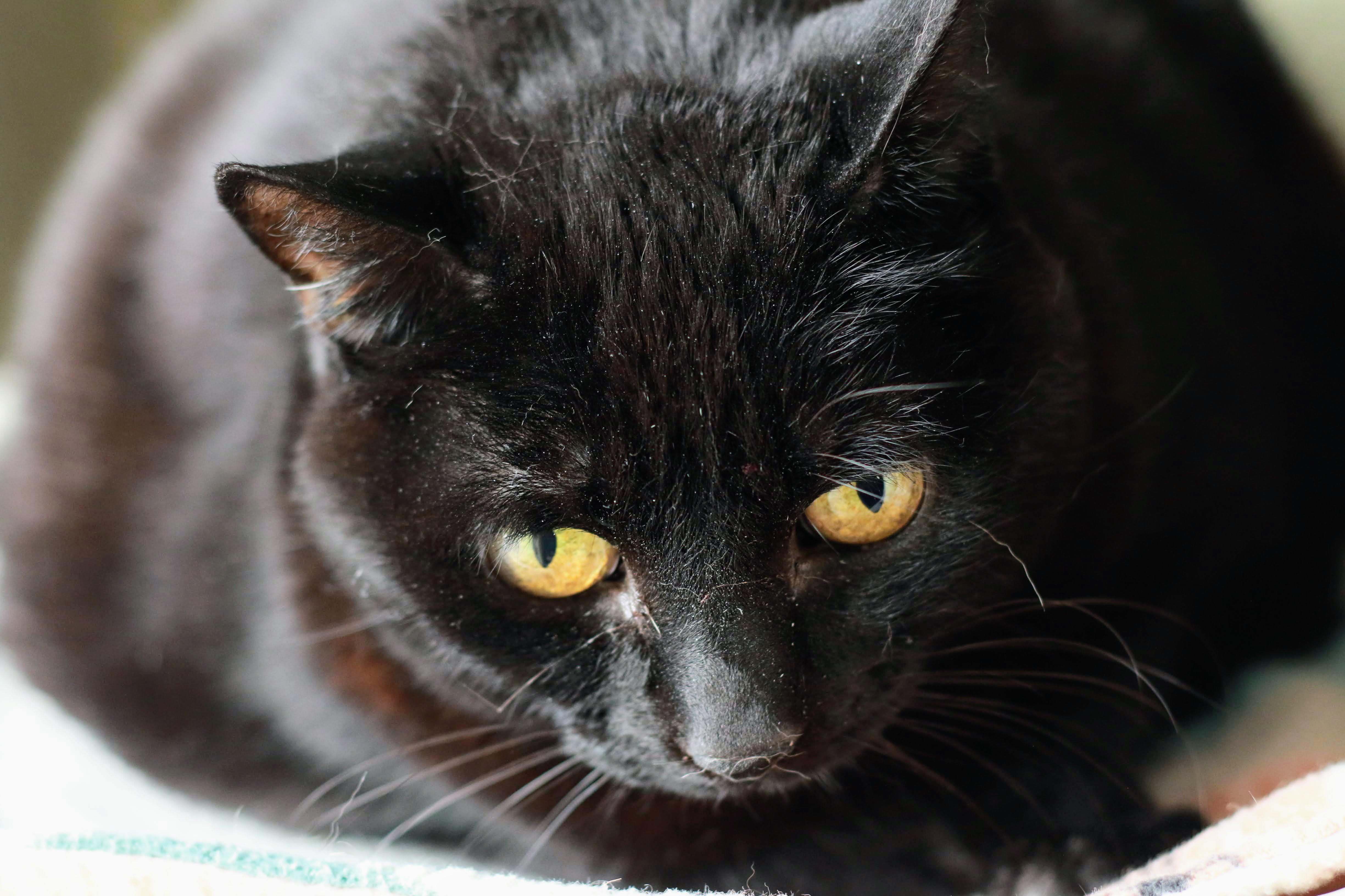 Lilium, a ADOPTABLE Domestic Short Hair in Boise, ID image 2/3