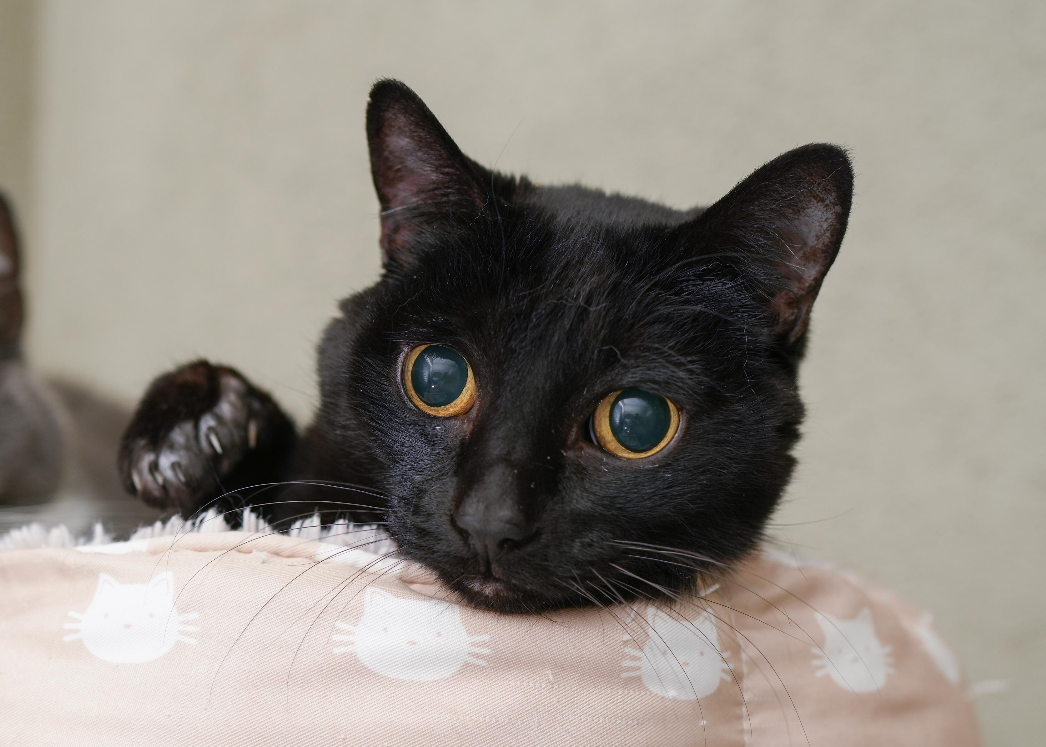 Lilium, a ADOPTABLE Domestic Short Hair in Boise, ID image 2/3