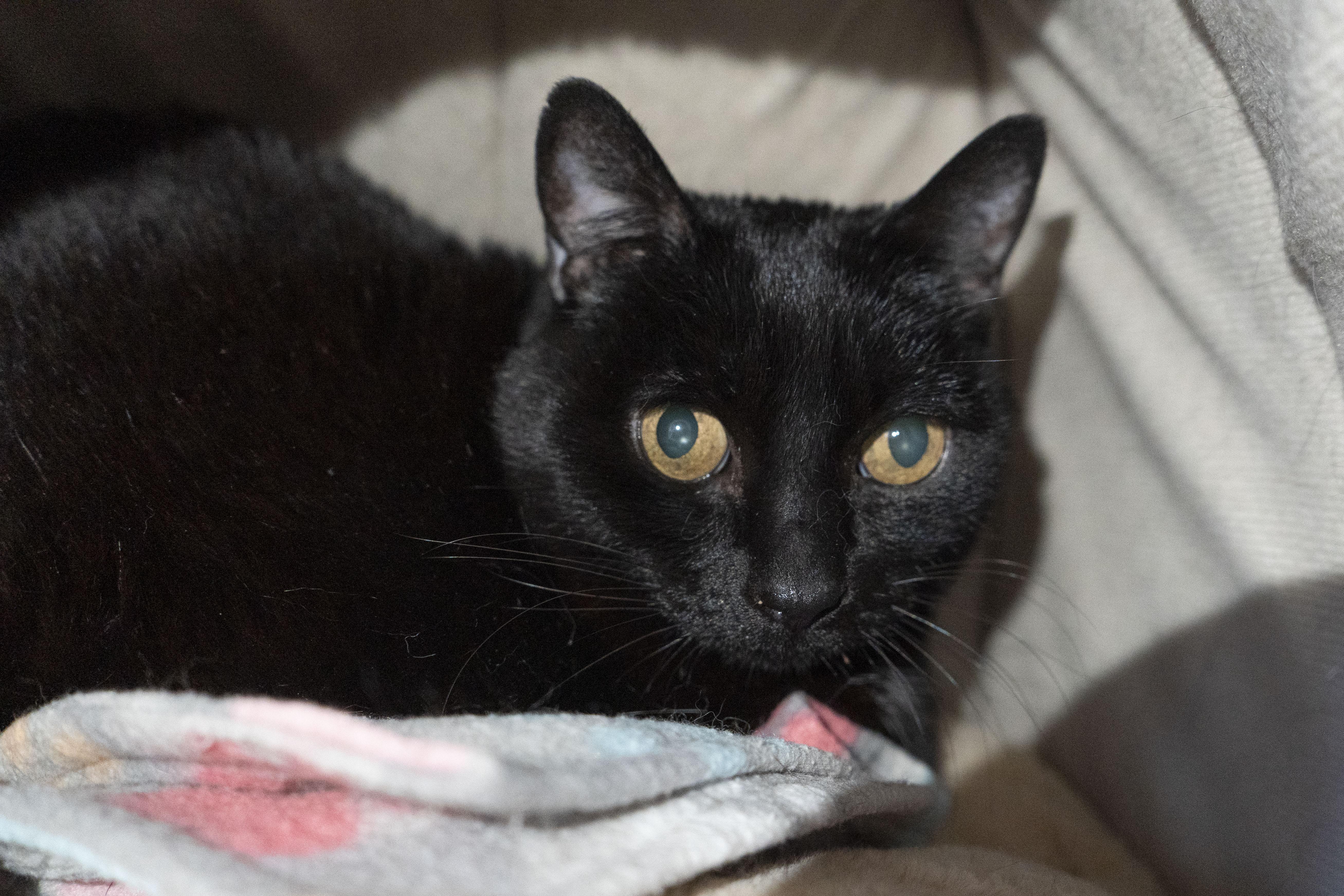 Lilium, a ADOPTABLE Domestic Short Hair in Boise, ID image 3/3