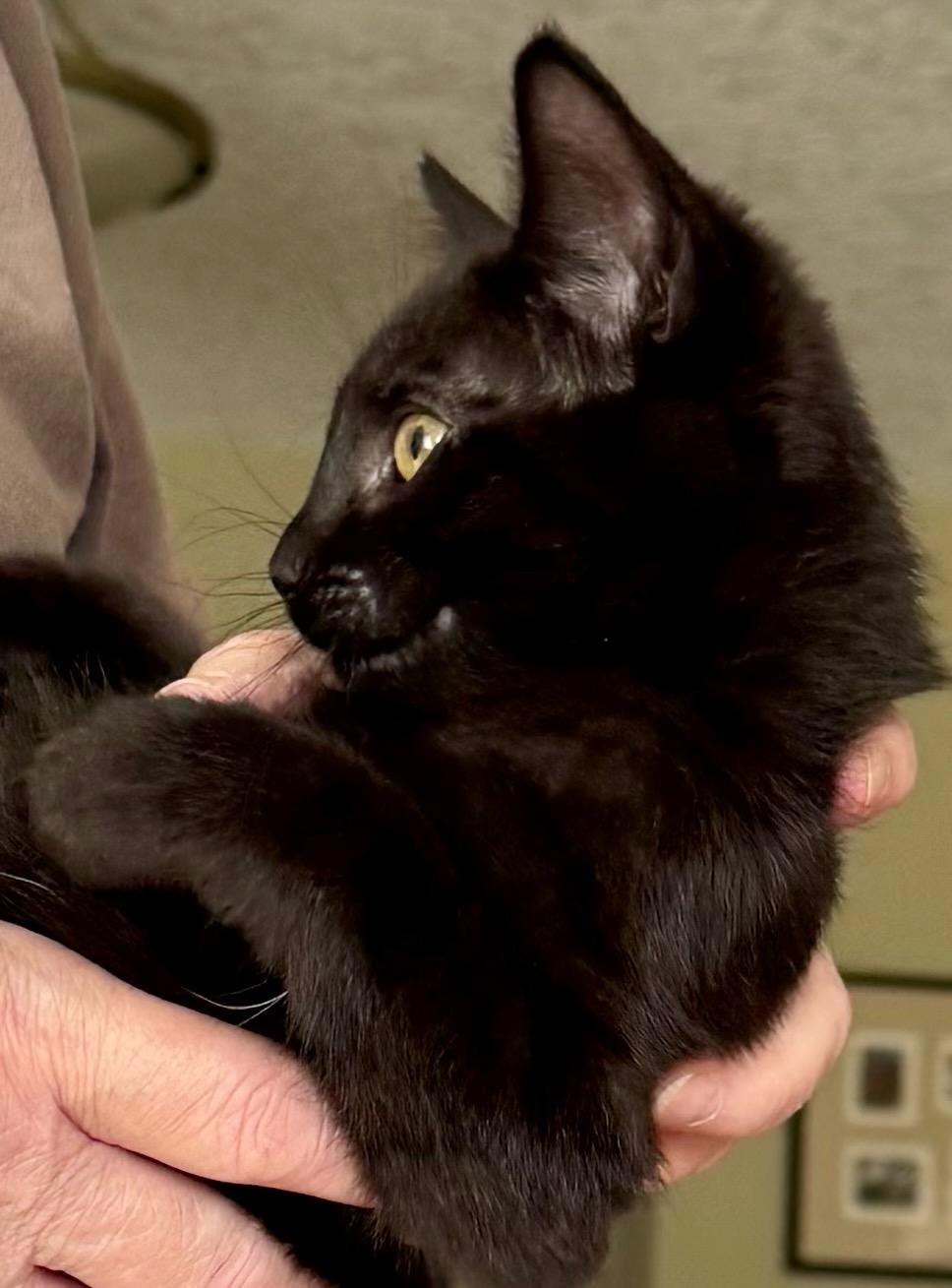 Enlarge Copper, a Adopted Domestic Short Hair in Salt Spring Island, BC image 1/4