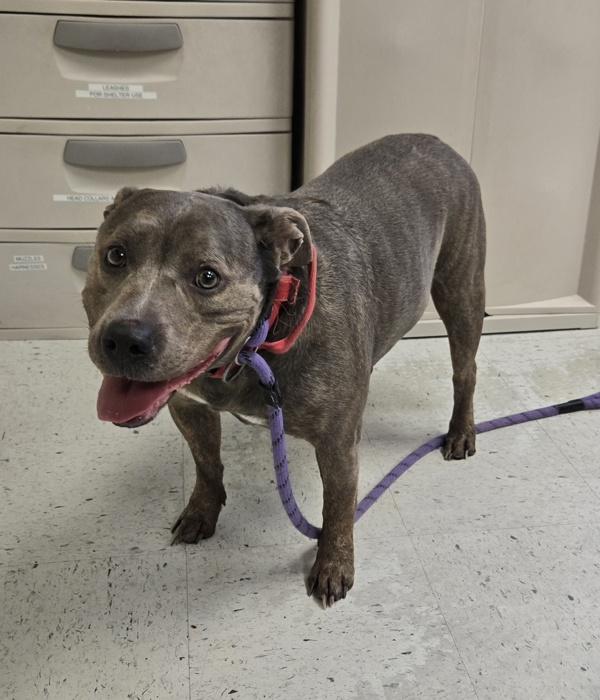 Enlarge *Jello*, a Adoptable mixed breed in Salt Lake City, UT image 1/1