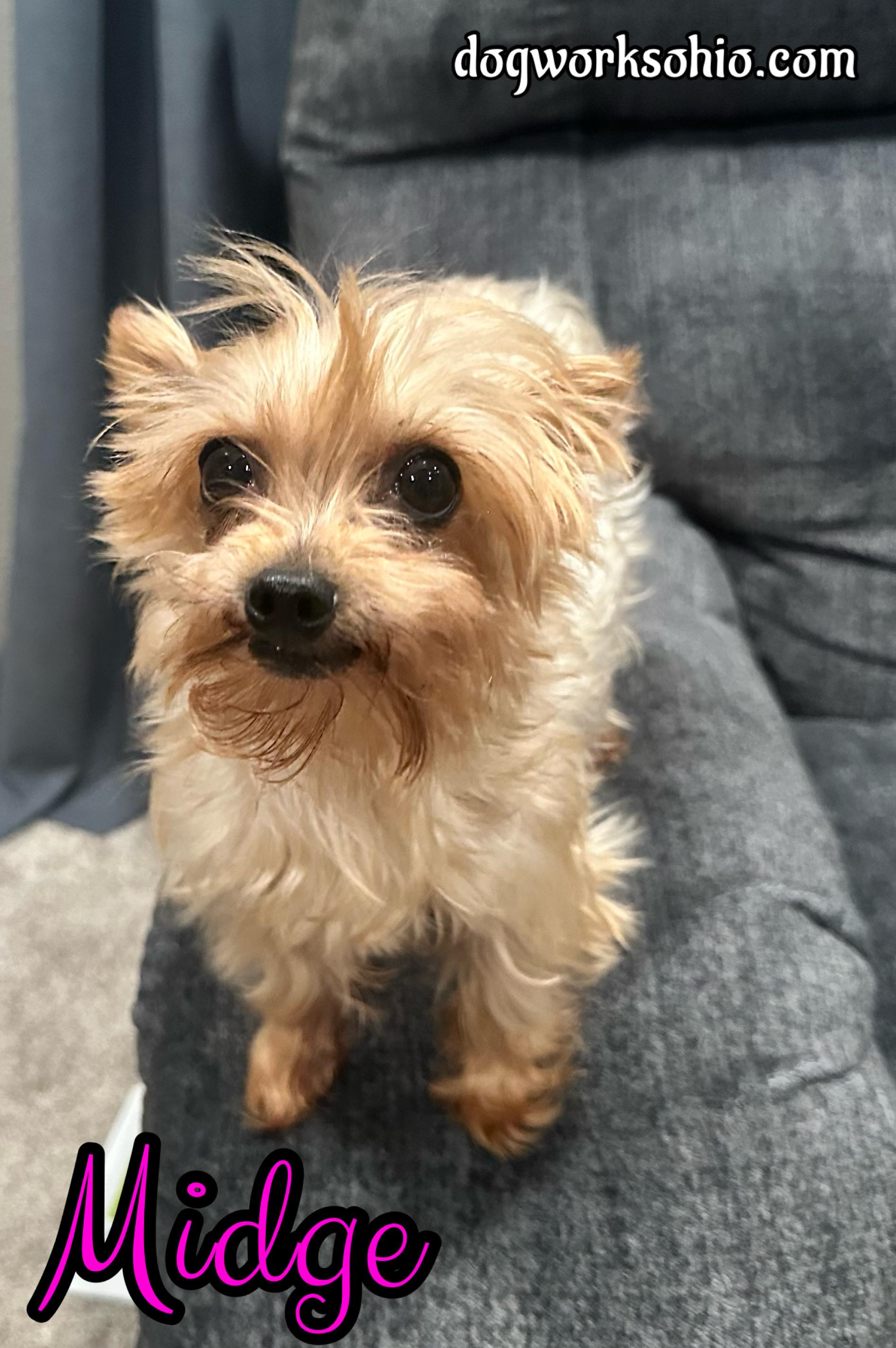 Midge, an adoptable Yorkshire Terrier in Toledo, OH image 2/2