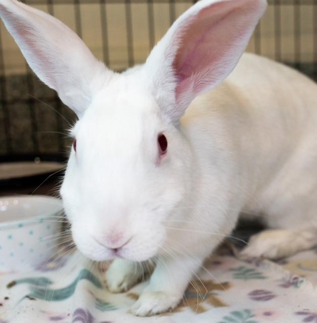 Enlarge COPITO, a Adoptable American in Boston, MA image 1/1