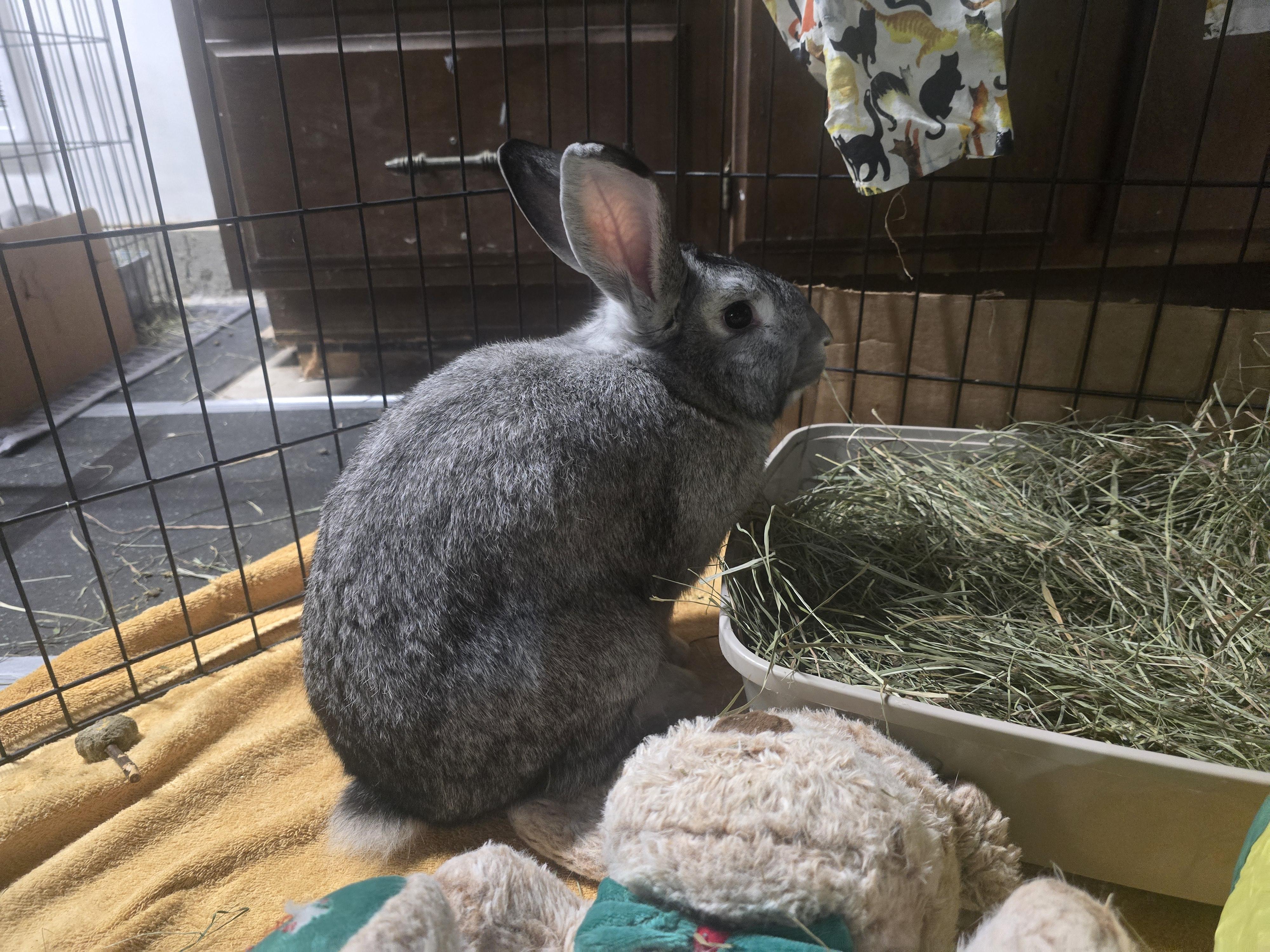Silver, a Adoptable mixed breed in Ferndale, WA image 4/4