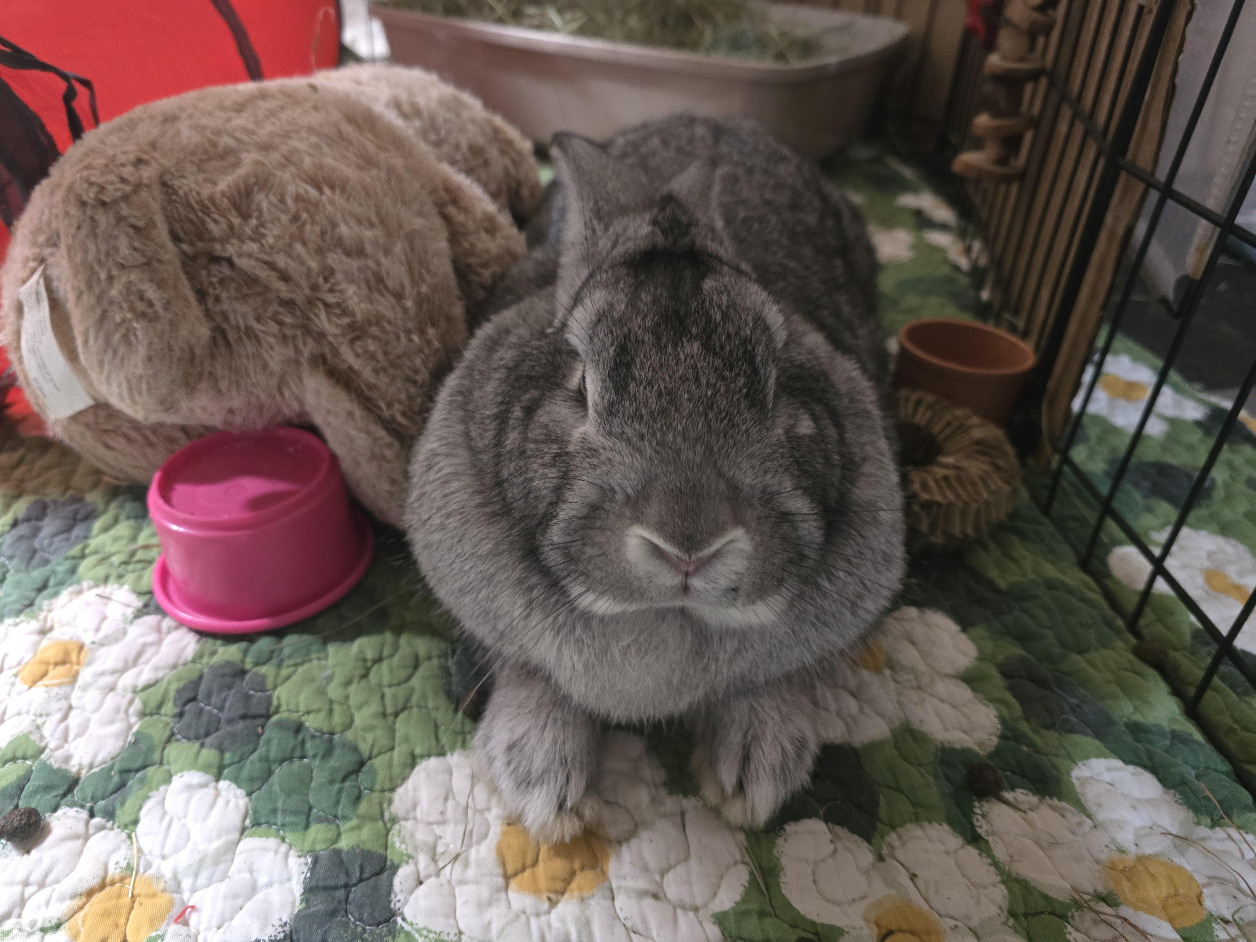 Silver, a Adoptable mixed breed in Ferndale, WA image 3/4