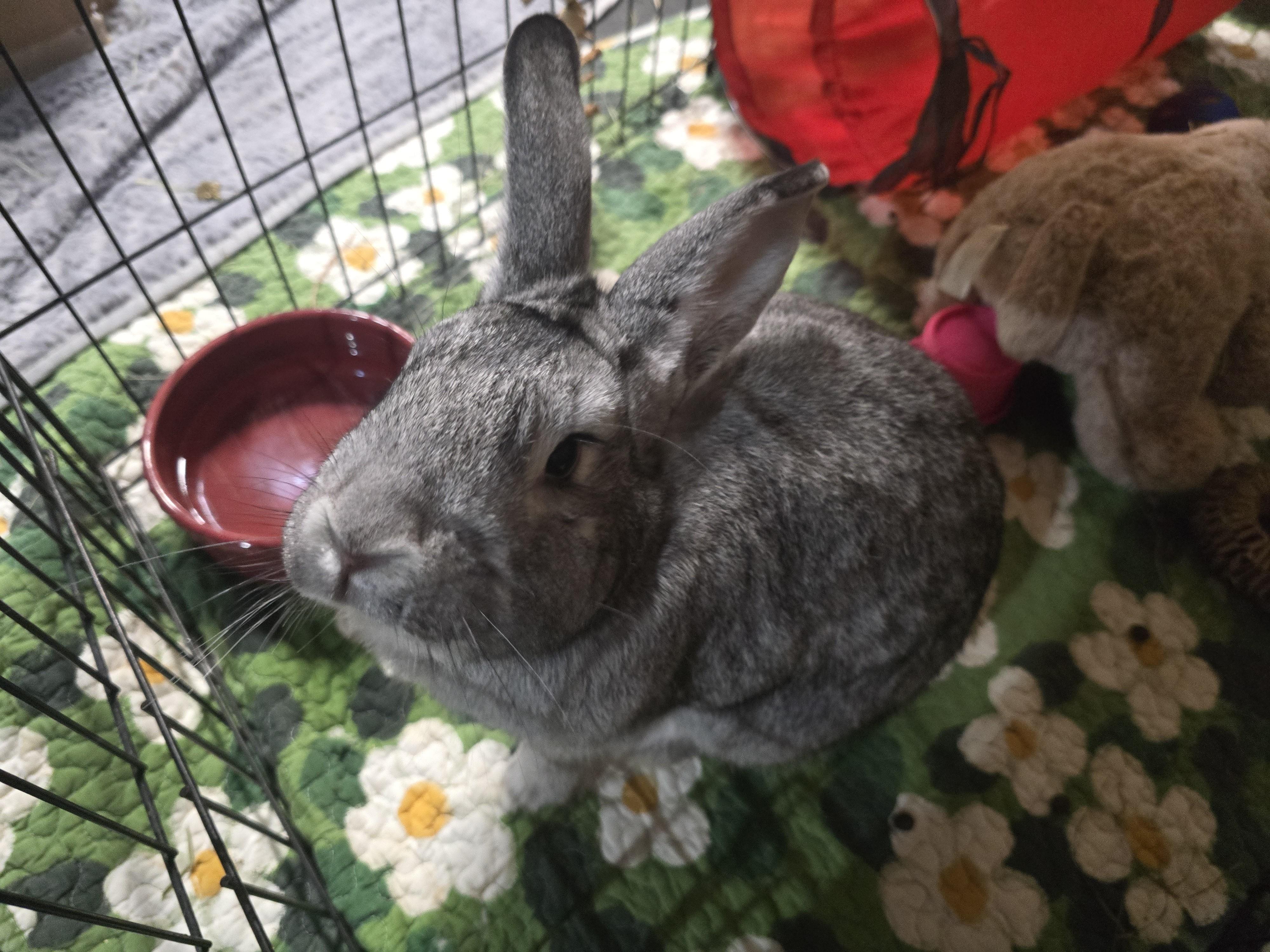 Silver, a Adoptable mixed breed in Ferndale, WA image 2/4