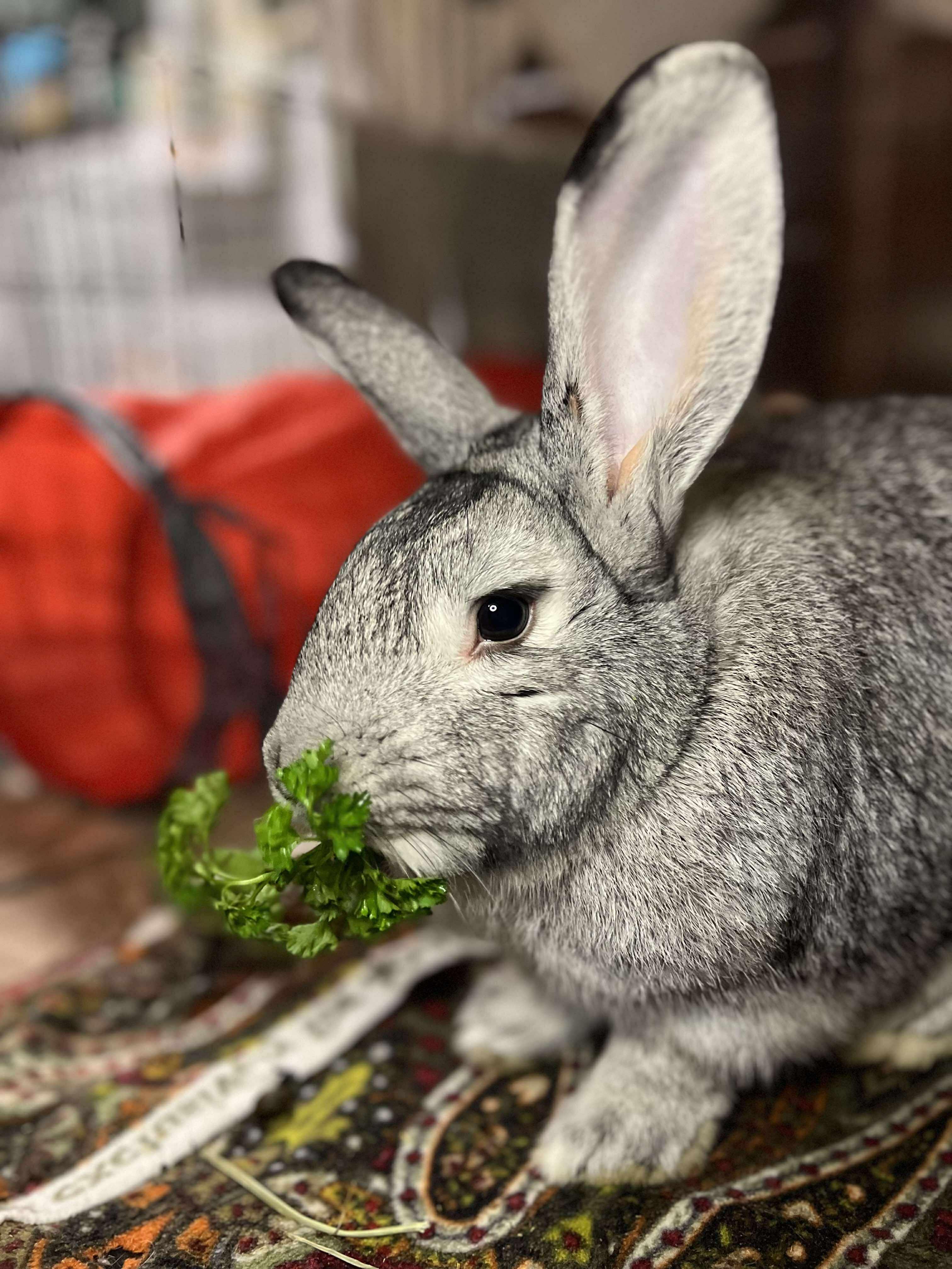 Silver, Adoptable, Adult Male Flemish Giant & Chinchilla.