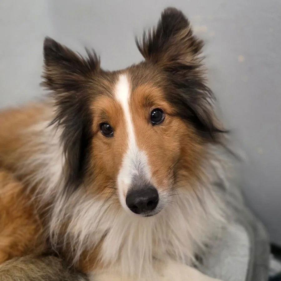Enlarge Peanut Adoption pending, a Adopted Shetland Sheepdog / Sheltie in Dublin, OH image 1/1