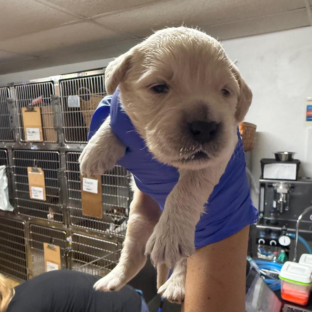 Charlie, Adoptable, Puppy Male Mixed Breed.