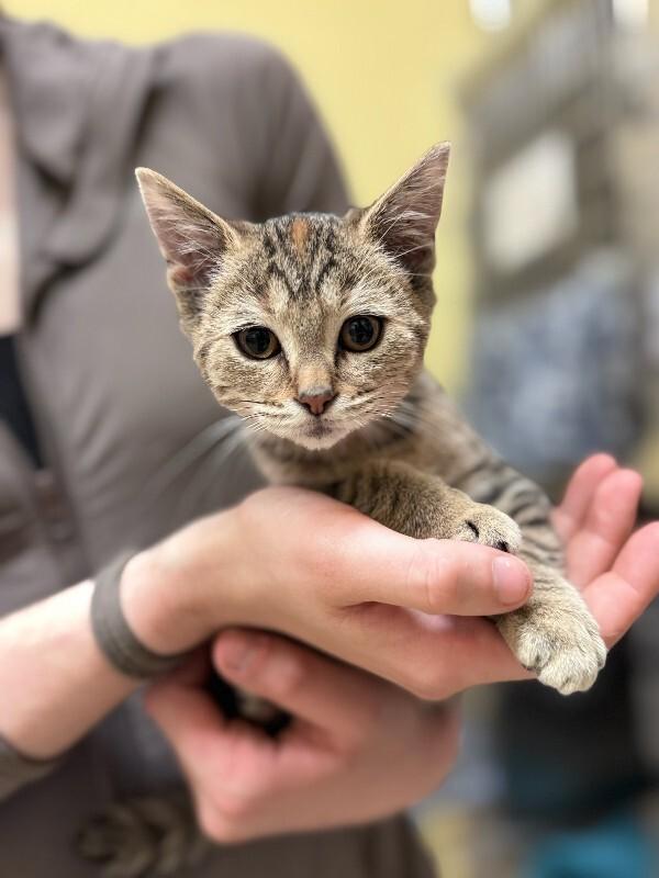 Pumpkin Spice, Adoptable, Young Female Domestic Short Hair.