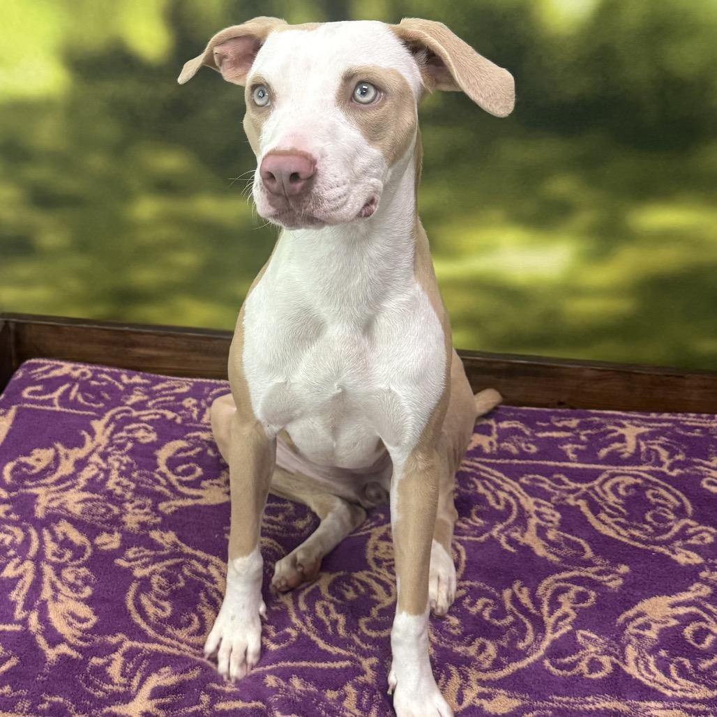 Abby, Adoptable, Young Female Mixed Breed.