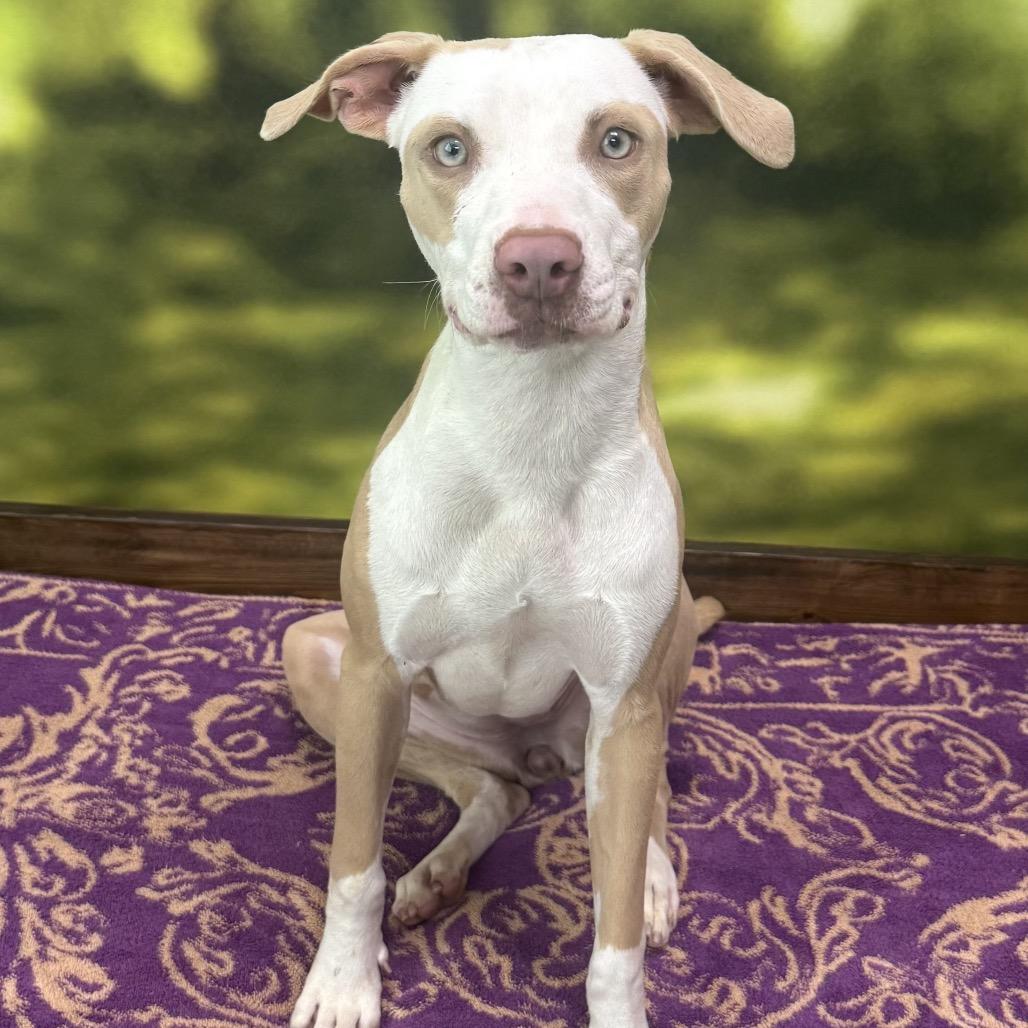 Enlarge Abby, a Adoptable Mixed Breed in Auburn, NH image 2/5