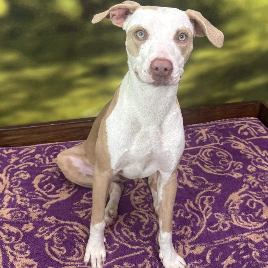 Enlarge Abby, a Adoptable Mixed Breed in Auburn, NH image 3/5