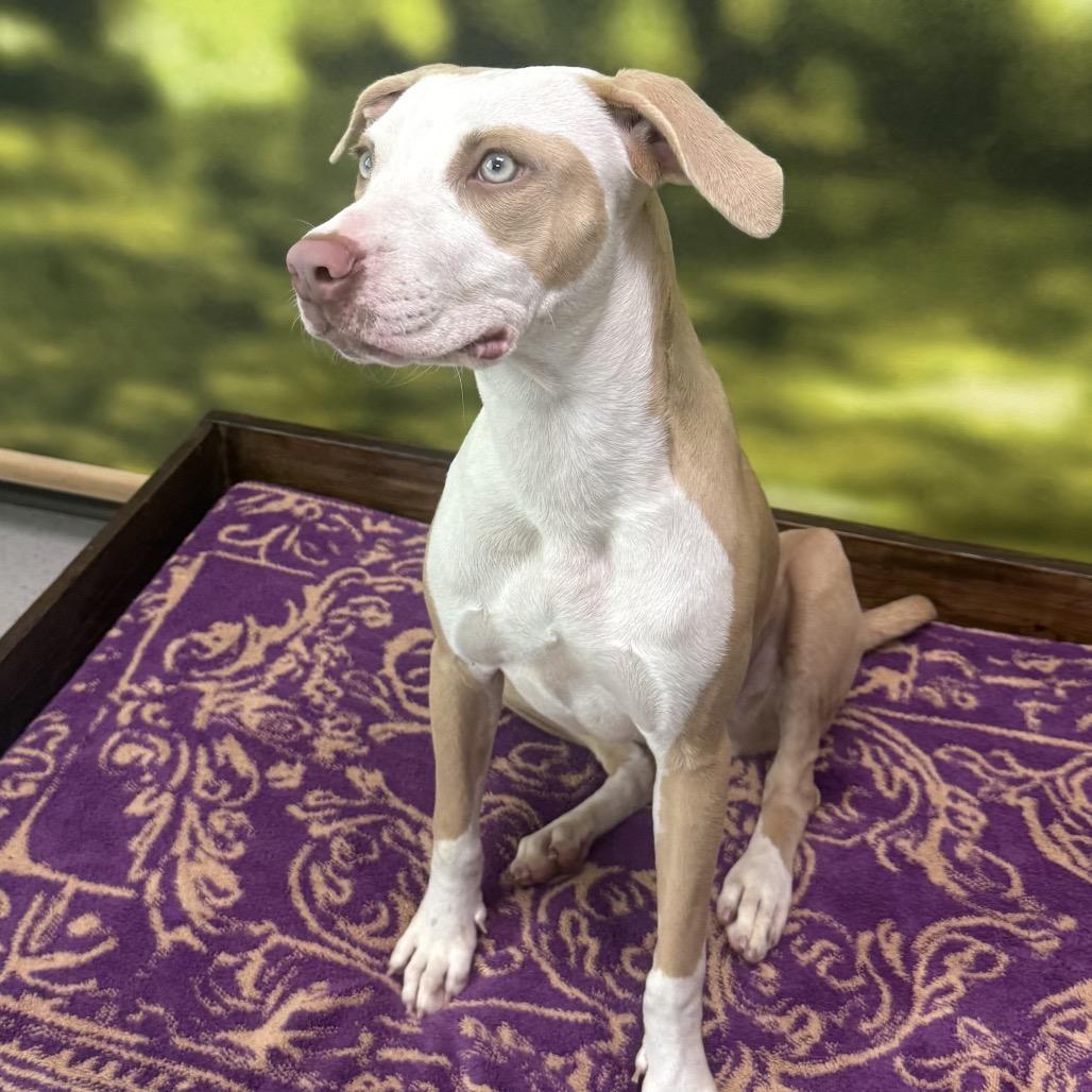 Enlarge Abby, a Adoptable Mixed Breed in Auburn, NH image 4/5
