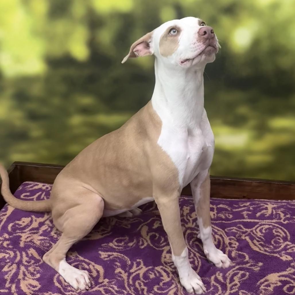 Enlarge Abby, a Adoptable Mixed Breed in Auburn, NH image 5/5