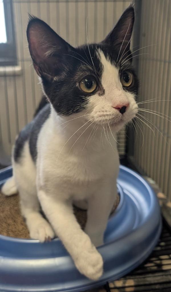 Michelangelo, Adoptable, Kitten Male Domestic Short Hair.