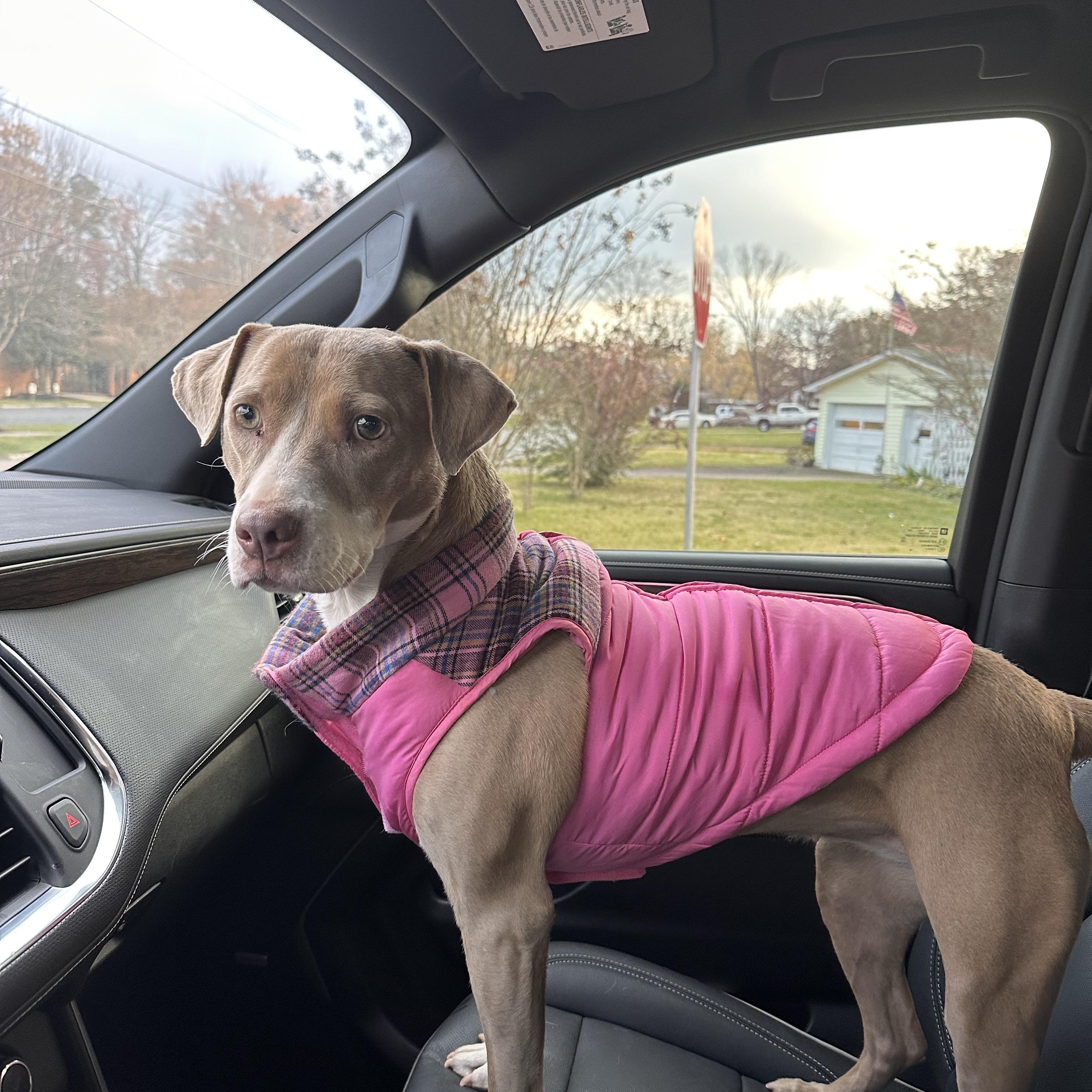 Enlarge Sunshine, a Adoptable Pit Bull Terrier in Harriman, TN image 6/6