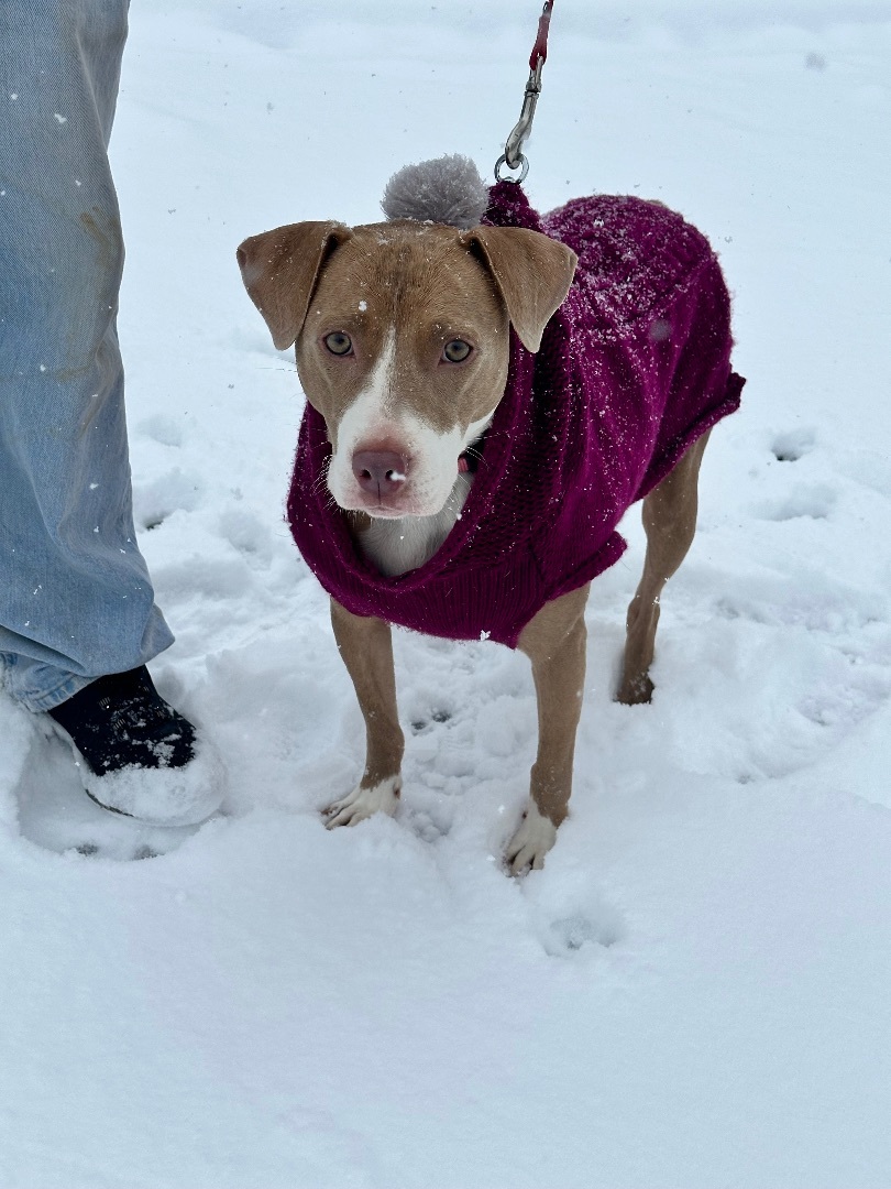 Enlarge Sunshine, a Adoptable Pit Bull Terrier in Harriman, TN image 4/6