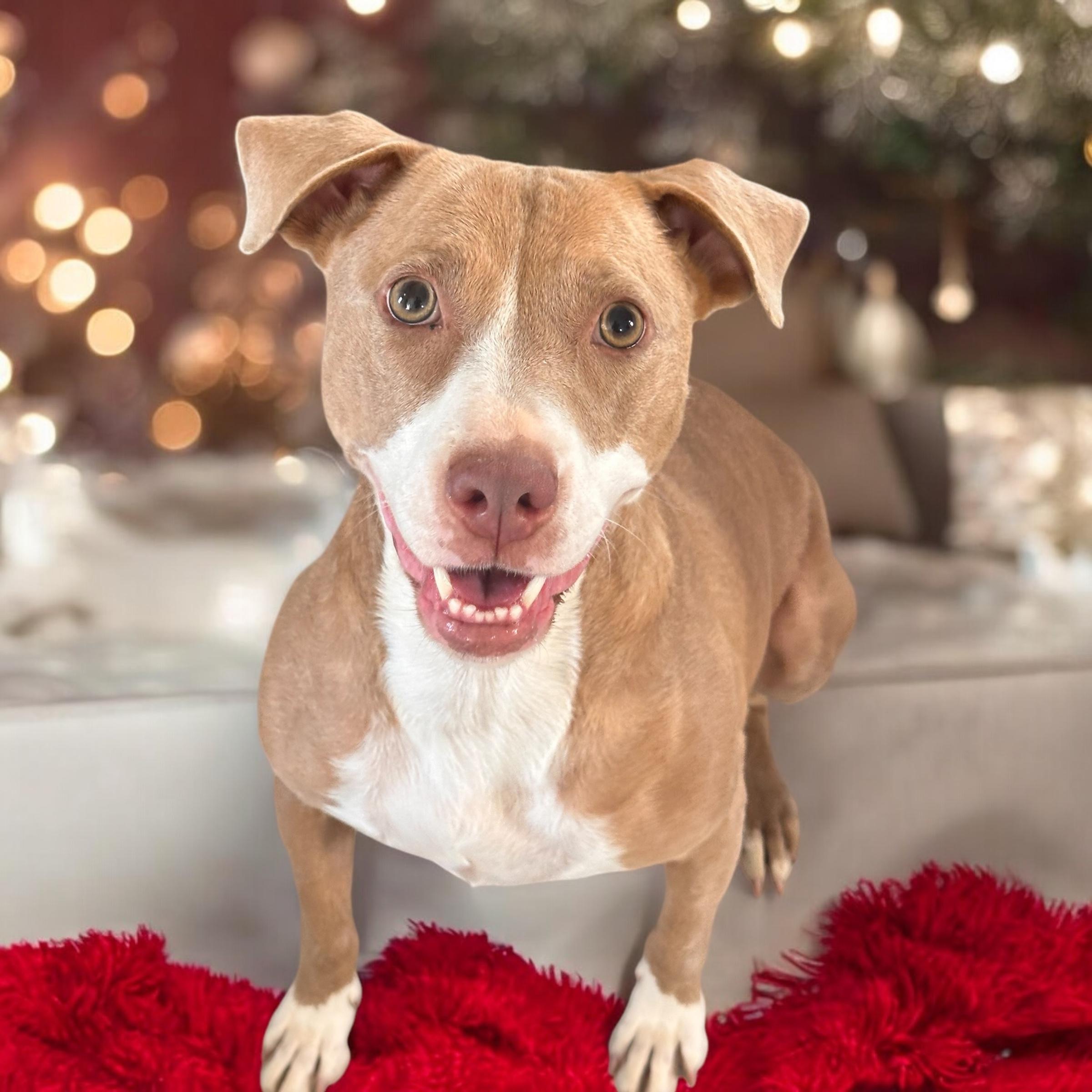 Enlarge Sunshine, a Adoptable Pit Bull Terrier in Harriman, TN image 2/6