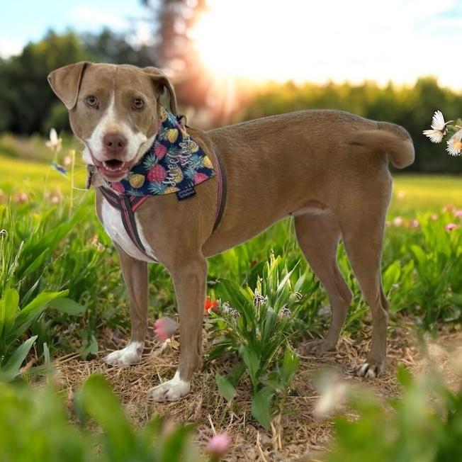 Sunshine, Adoptable, Adult Female Pit Bull Terrier.