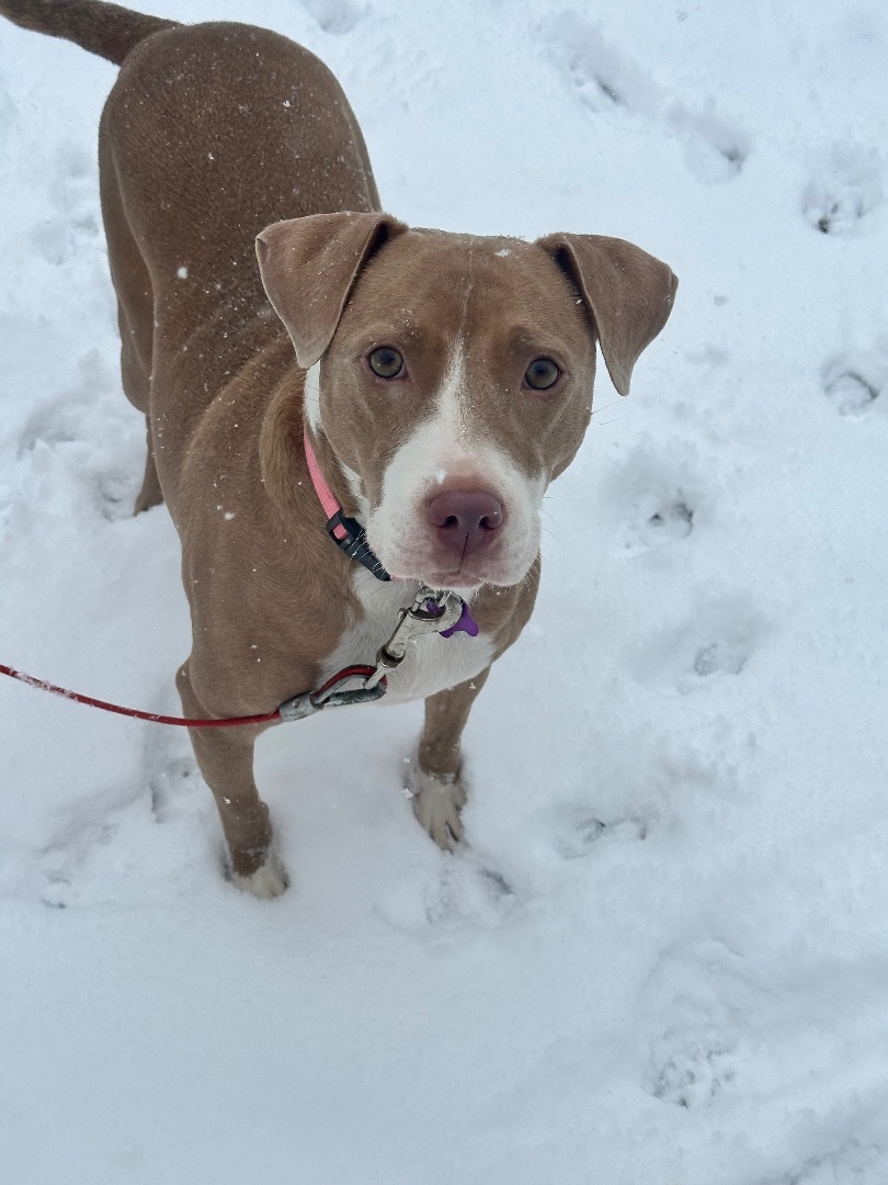 Enlarge Sunshine, a Adoptable Pit Bull Terrier in Harriman, TN image 5/6