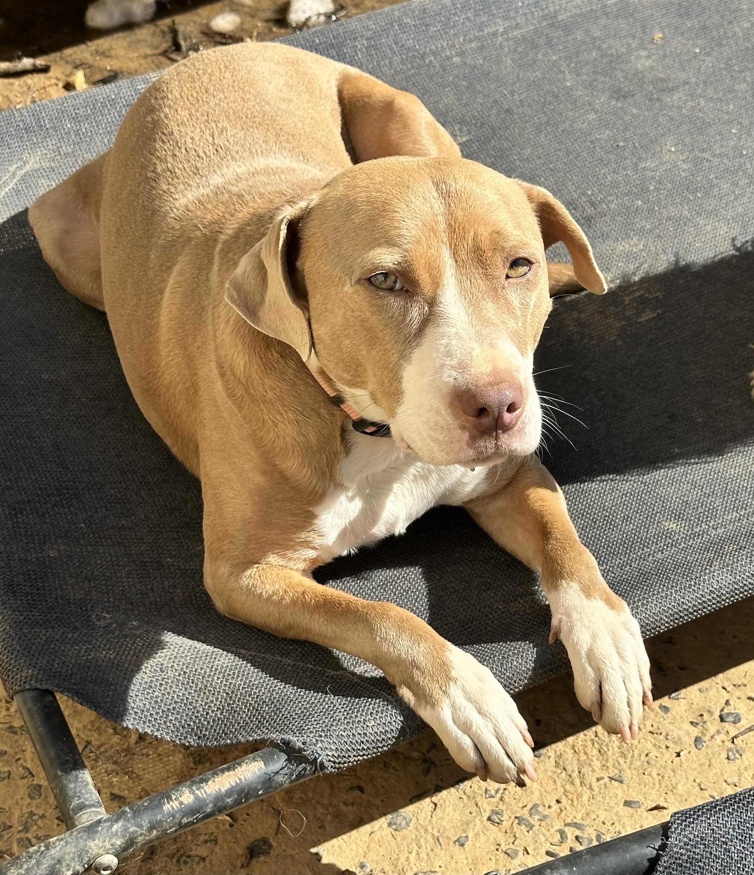 Enlarge Sunshine, a Adoptable Pit Bull Terrier in Harriman, TN image 3/6