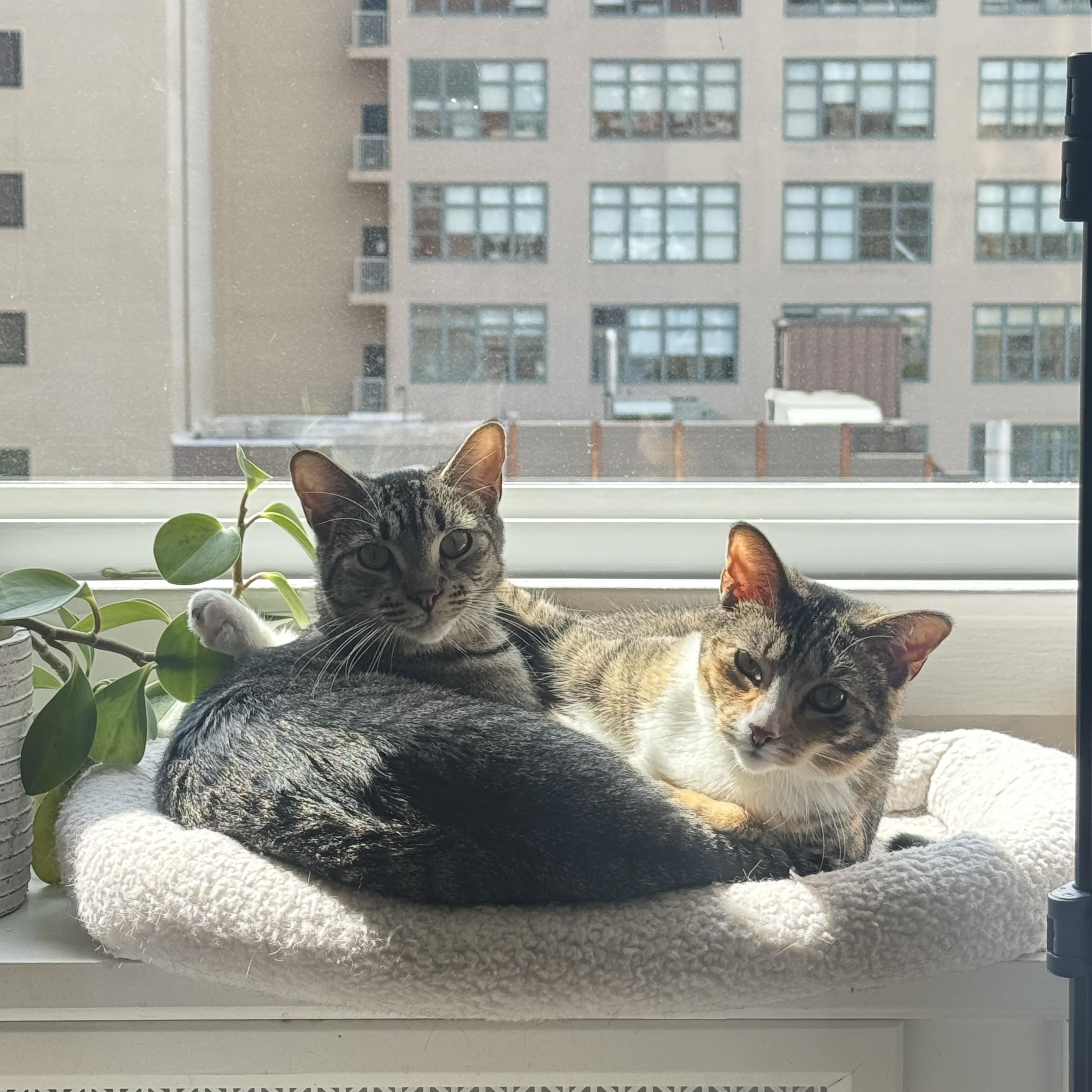Banyan - foster needed, a ADOPTABLE mixed breed in New York, NY image 4/4