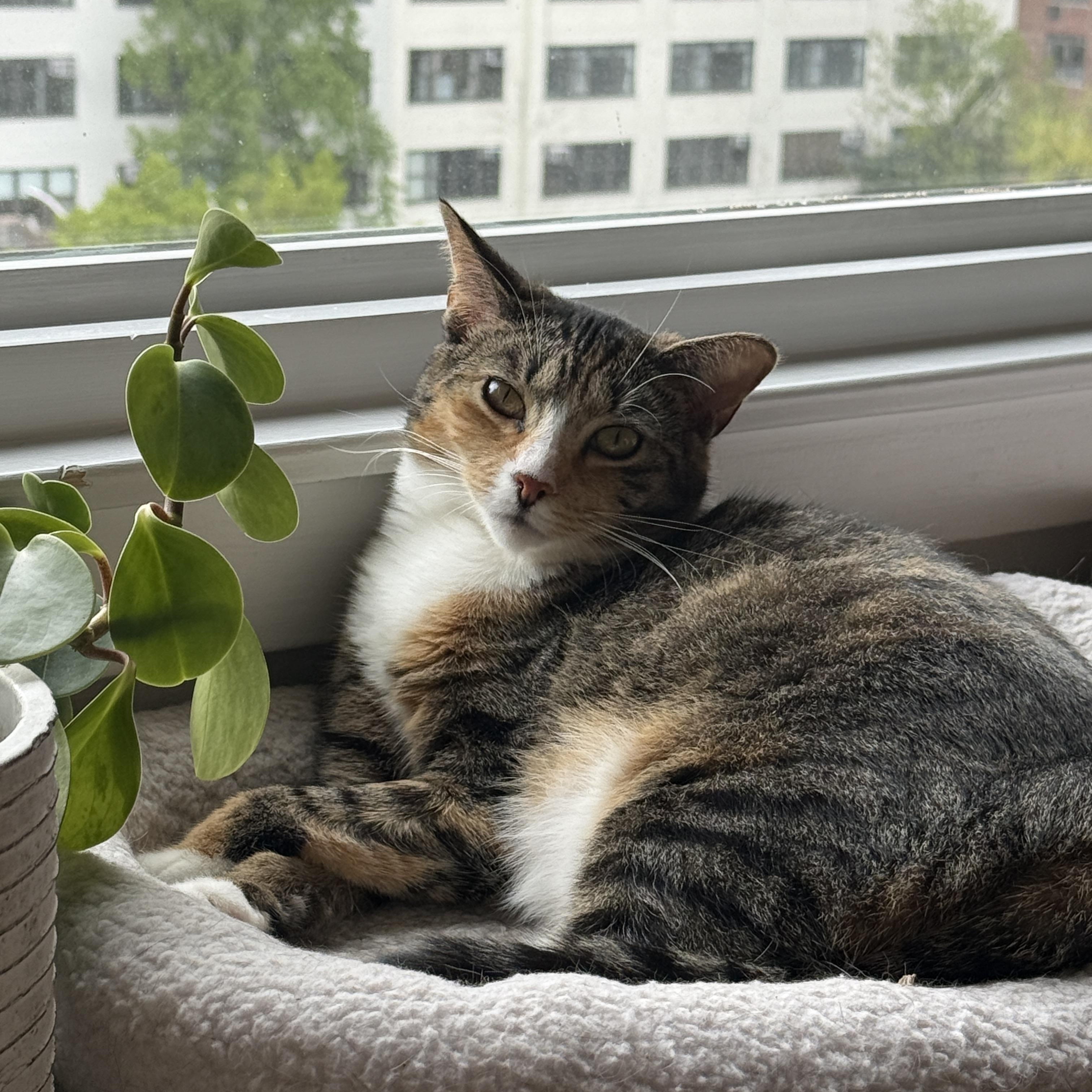 Banyan - foster needed, ADOPTABLE, Young Female Domestic Short Hair & Torbie.