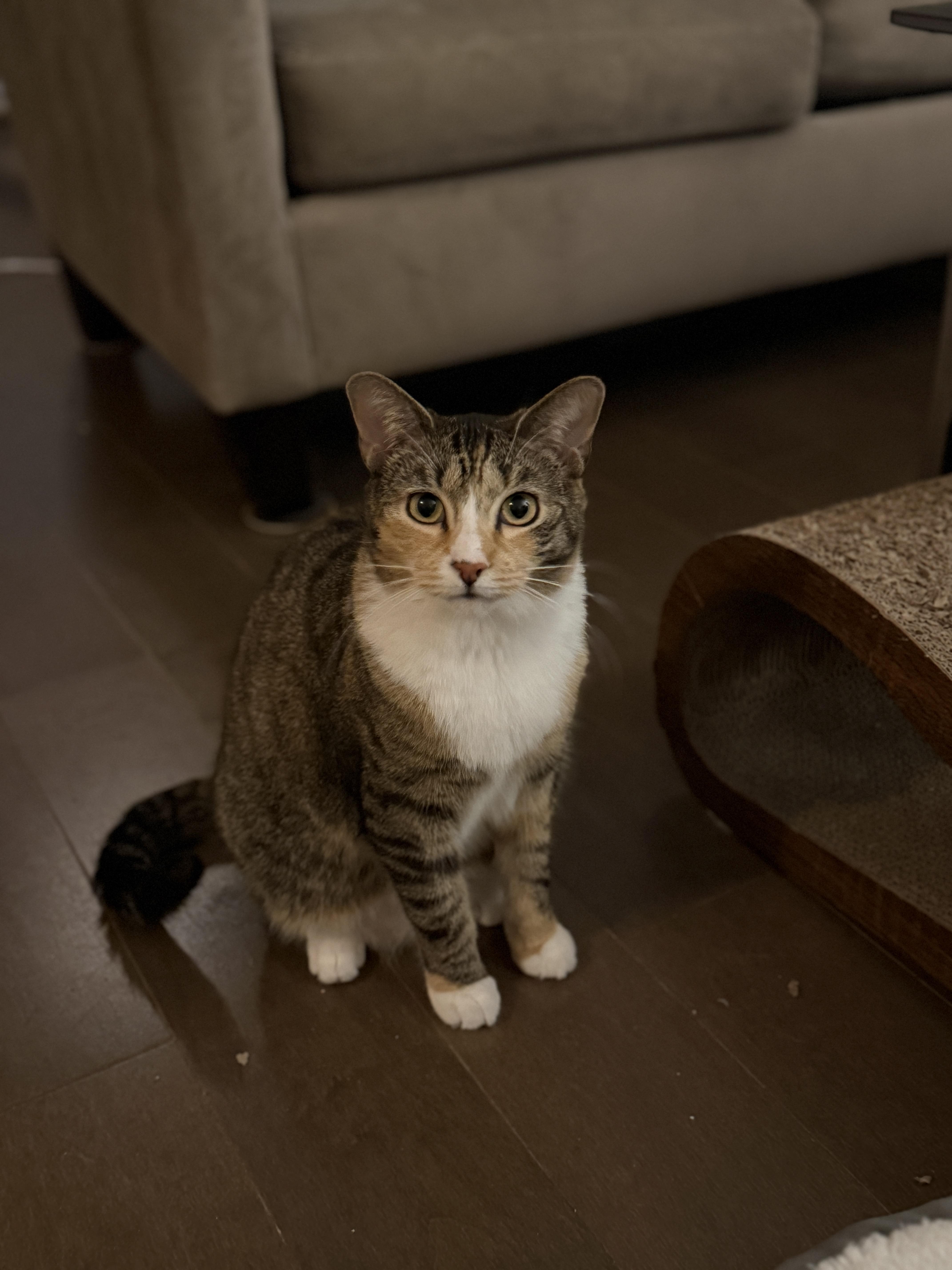 Banyan - foster needed, a ADOPTABLE mixed breed in New York, NY image 2/4