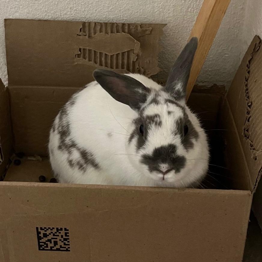 Nougat, Adoptable, Adult Female Mini Rex.