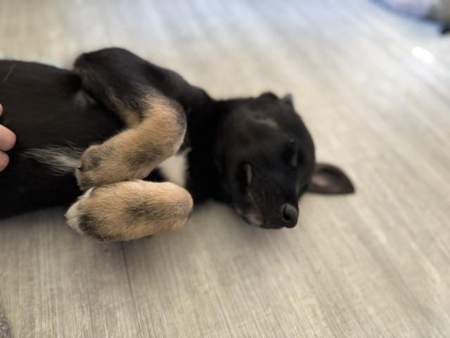 Enlarge Bowser, a Adoptable Mixed Breed in Saskatoon, SK image 2/5